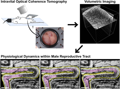 In Vivo Dynamic Volumetric Imaging Of Mouse Testis And Epididymis With 