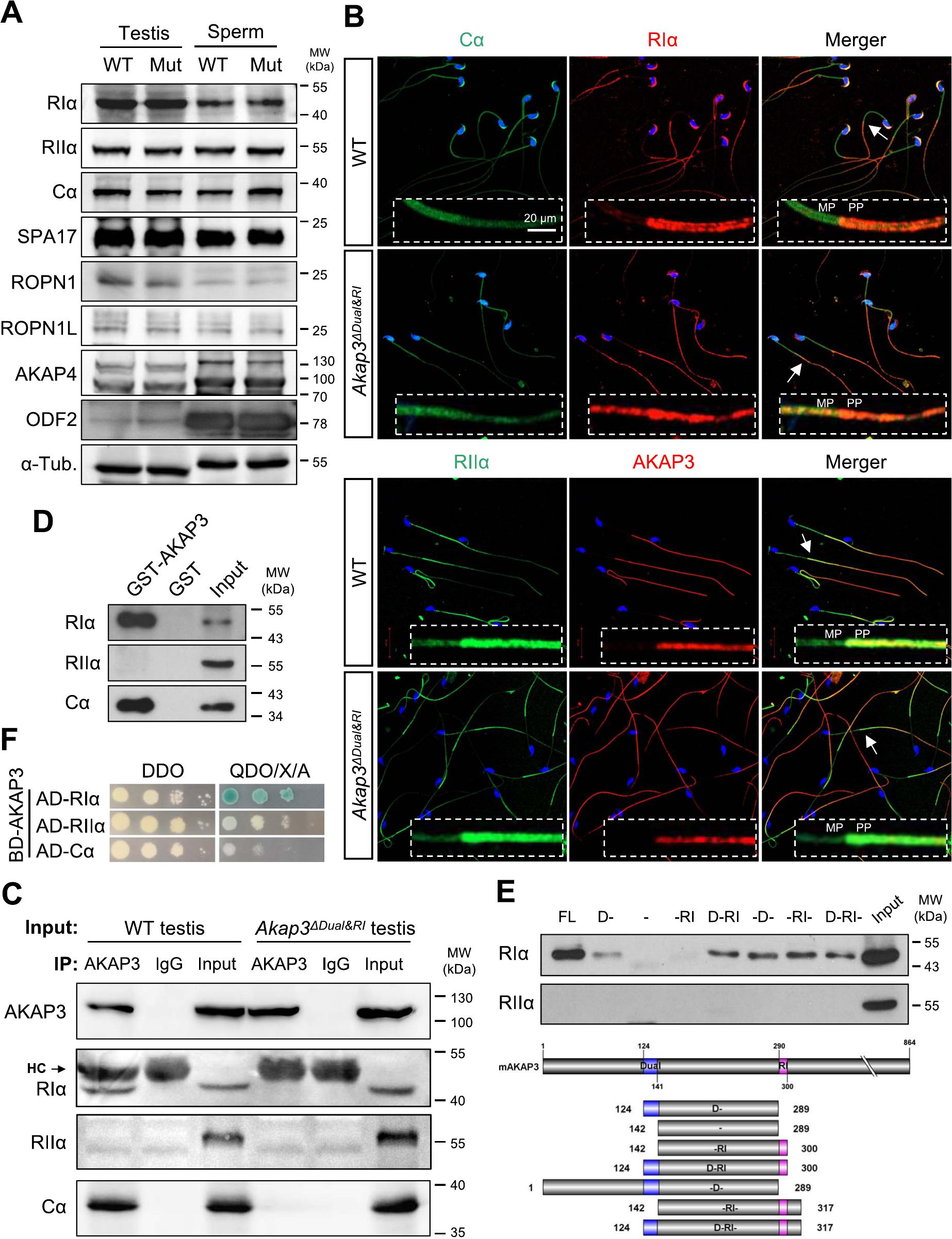 AKAP3-mediated type I PKA signaling is required for mouse sperm ...