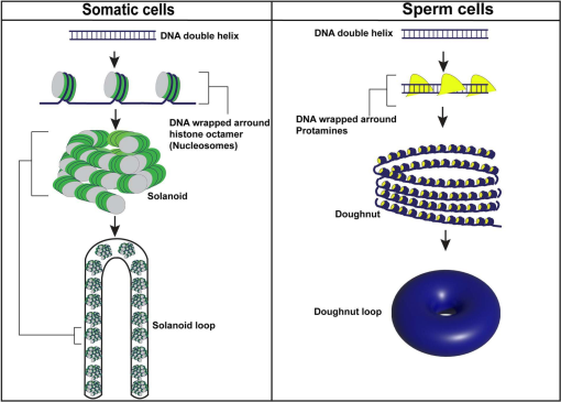 Sperm histone mediated epigenetic inheritance†