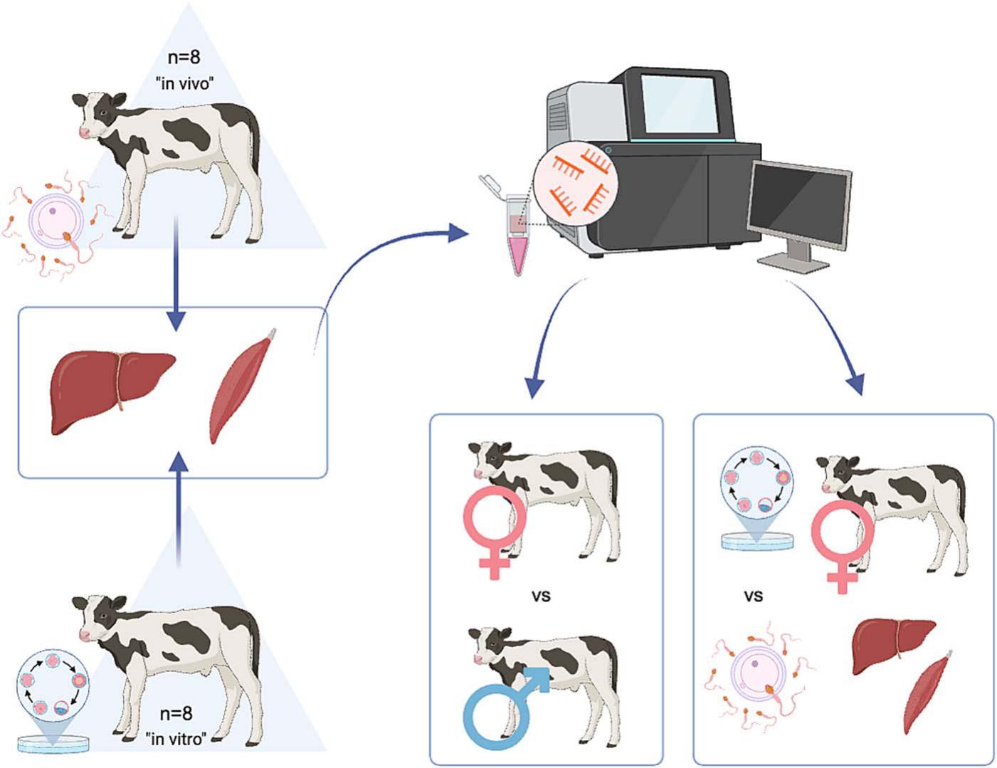 Sex-related changes in liver and muscle transcriptome of calves derived ...