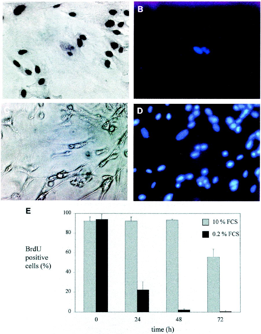 Cell Cycle Synchronization Of Porcine Fetal Fibroblasts Effects