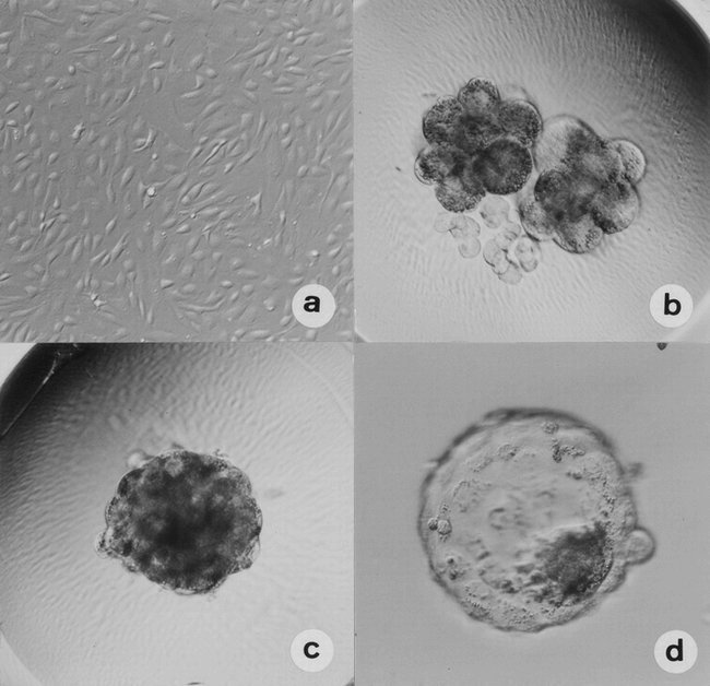 Production of Live Calves Derived from Embryonic Stem-Like Cells ...