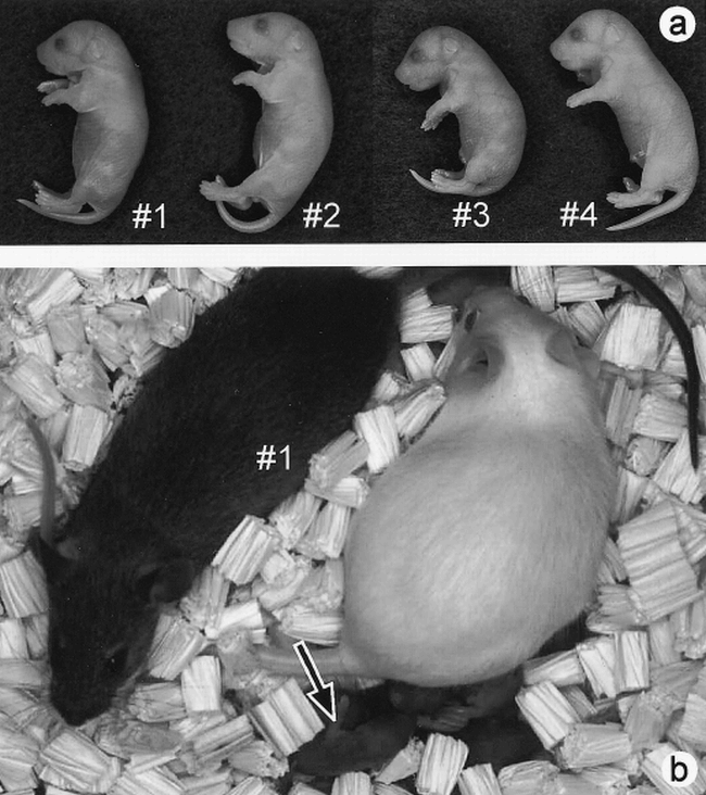 Production Of Male Cloned Mice From Fresh Cultured And Cryopreserved Immature Sertoli Cells1