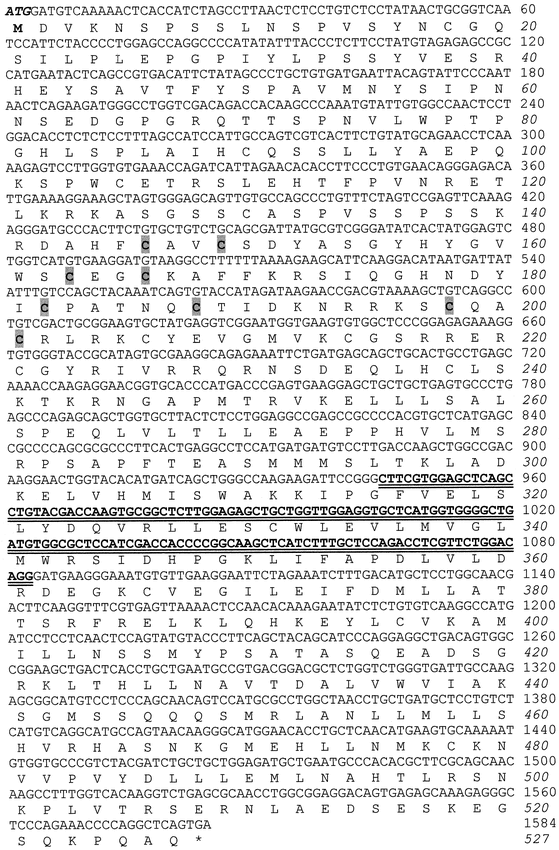 Estrogen Receptor B In The Sheep Ovary During The Estrous Cycle And Early Pregnancy1