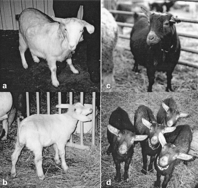 Production of Cloned Goats after Nuclear Transfer Using Adult Somatic ...