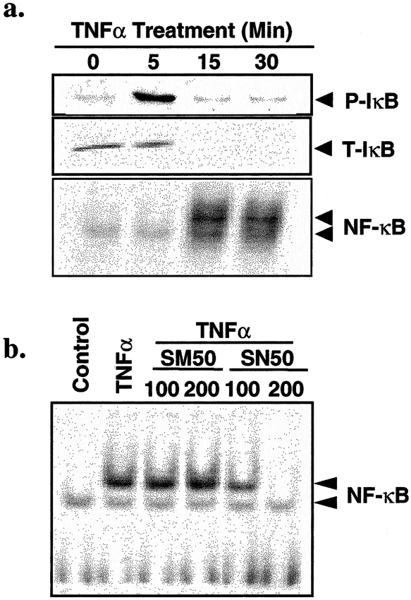 Nuclear Factor B Mediated Induction of Flice Like Inhibitory