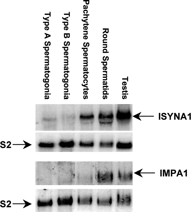 Characterization Of The Expression And Regulation Of Genes Necessary ...