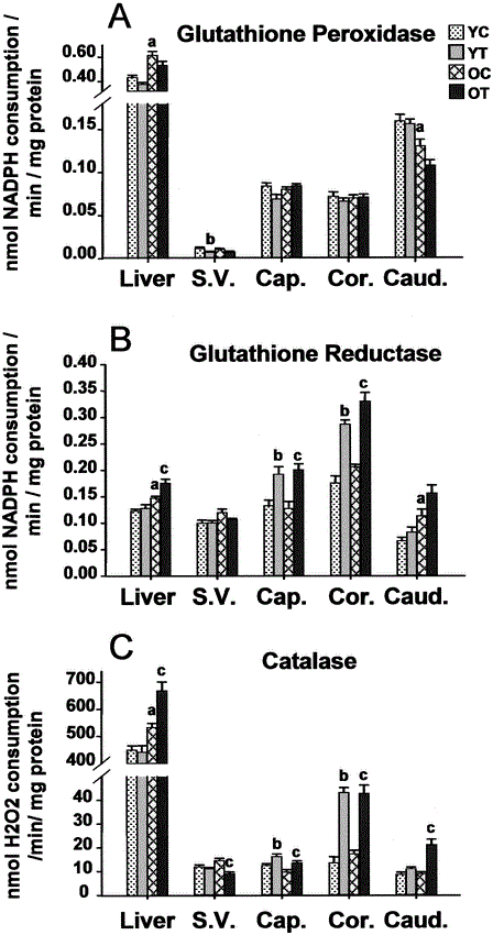 Effect of Glutathione Depletion on Antioxidant Enzymes in the