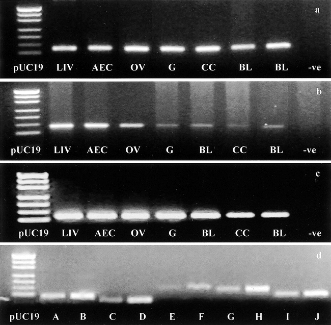 Oxygen Regulated Gene Expression In Bovine Blastocysts1