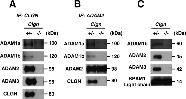 Aberrant Distribution of ADAM3 in Sperm from Both Angiotensin