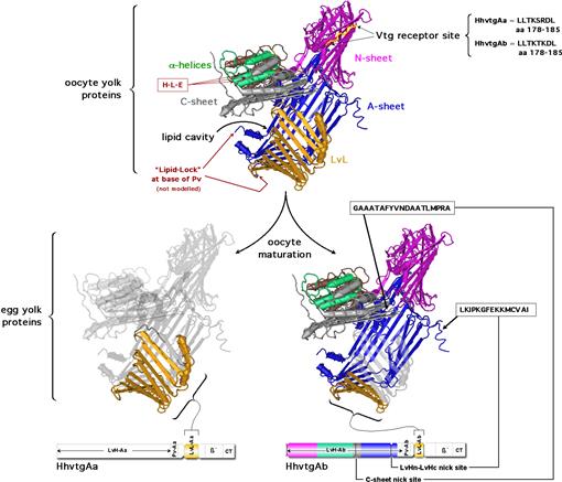 Sequence alignment of the C-and A-sheet domains of the lamprey LV