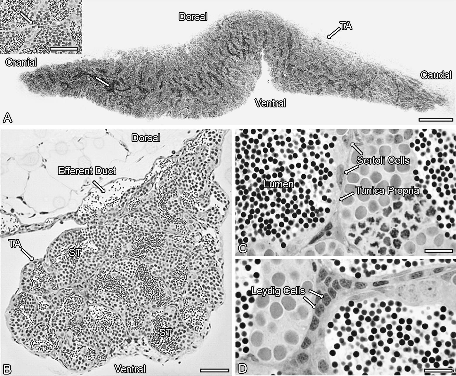 Histomorphometrical evaluation of zebrafish testes after in vivo