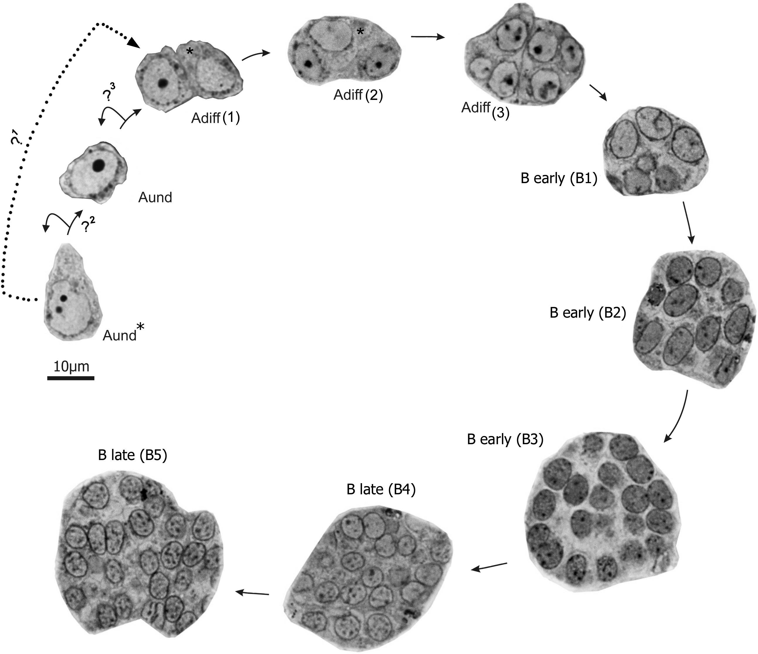 Histomorphometrical evaluation of zebrafish testes after in vivo