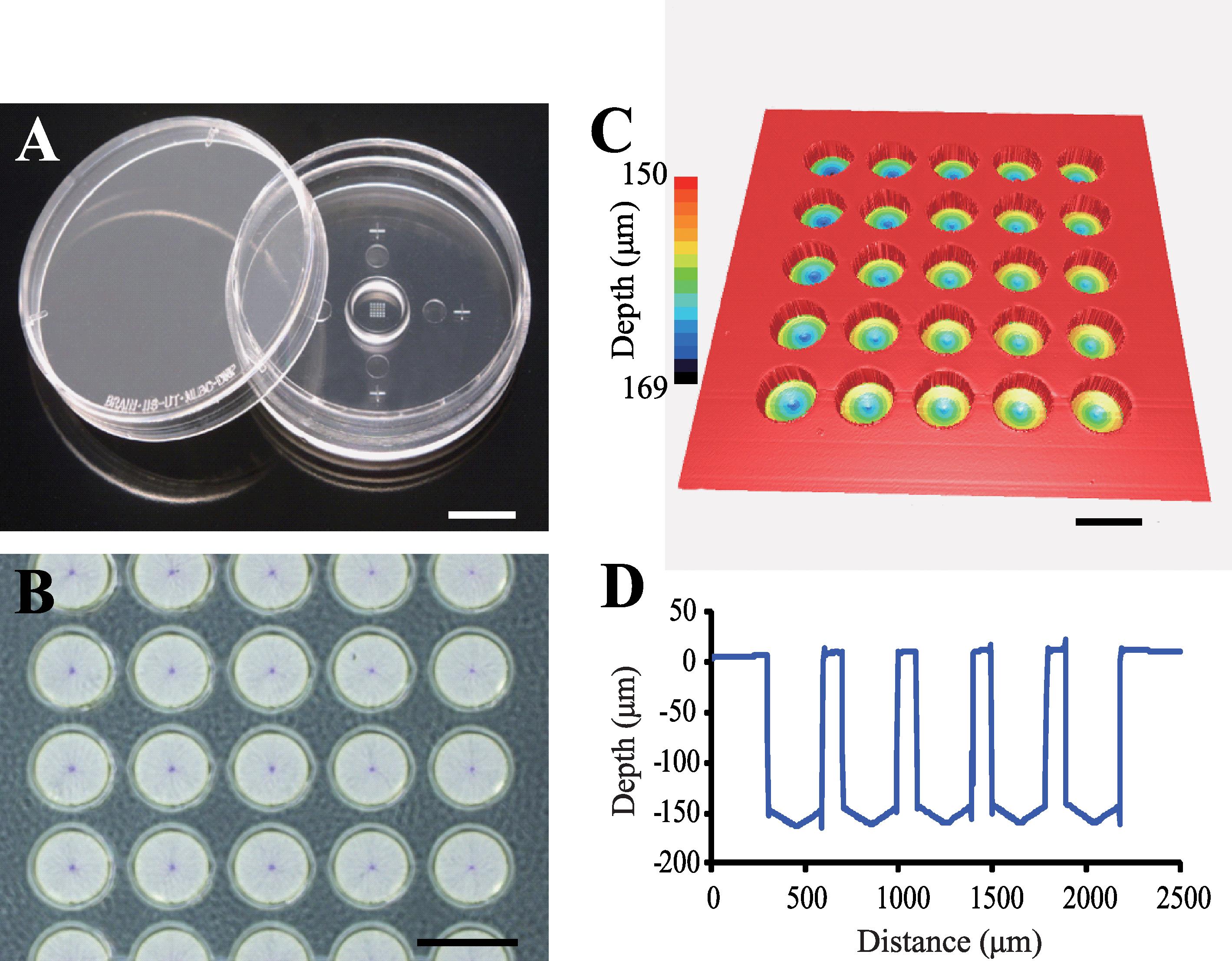 Time-Lapse Cinematography-Compatible Polystyrene-Based Microwell ...
