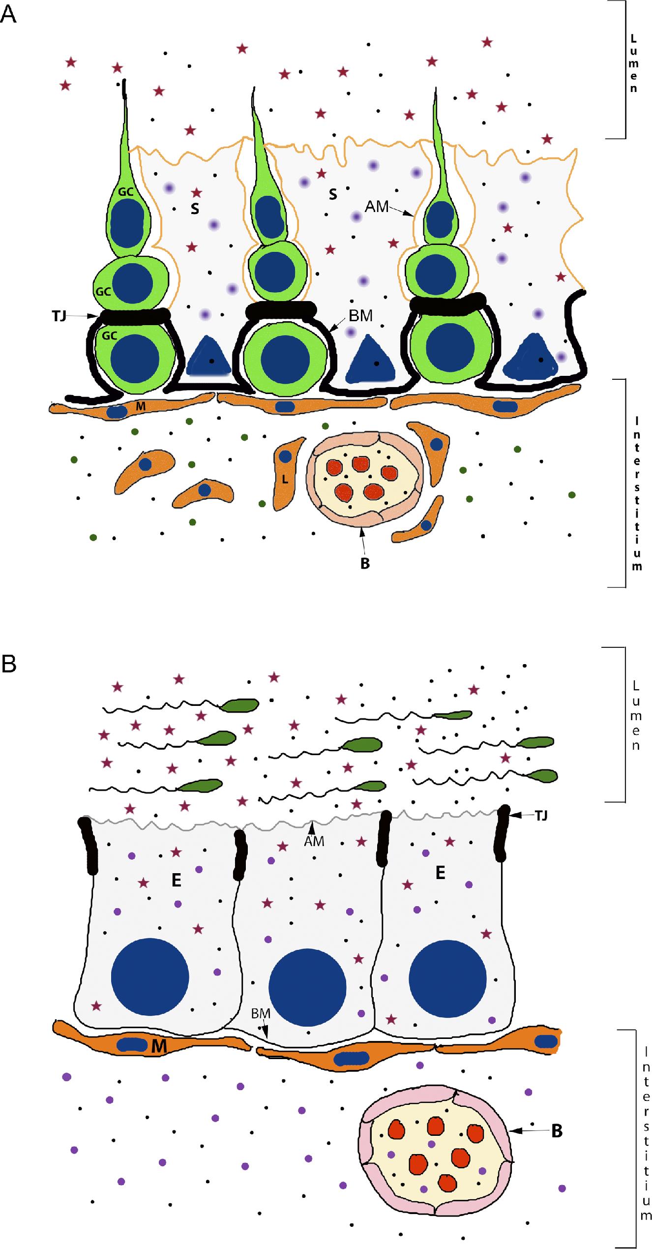 The Blood-Testis and Blood-Epididymis Barriers Are More than Just Their ...