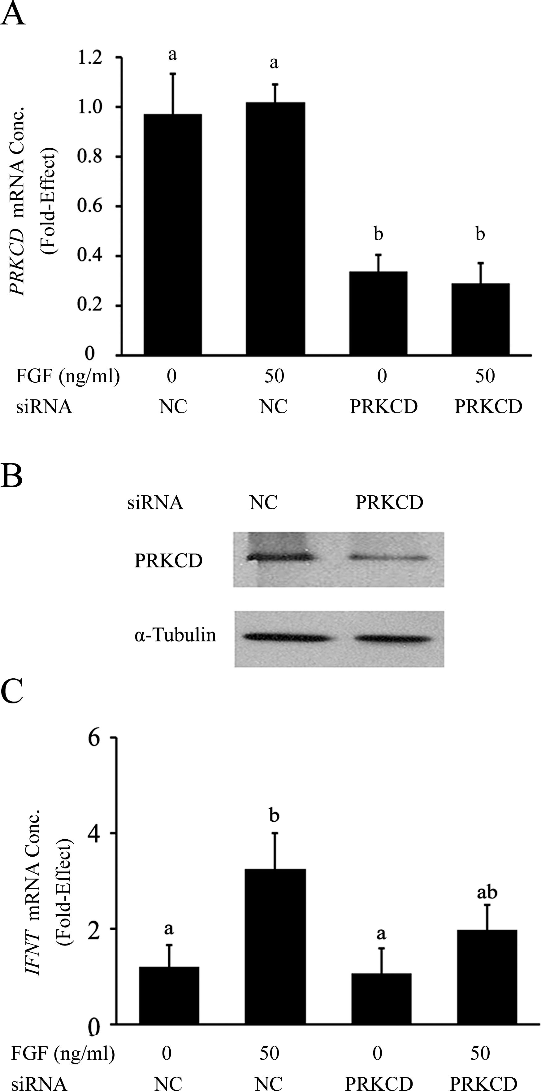 Protein Kinase C Delta Mediates Fibroblast Growth Factor 2 Induced Interferon Tau Expression In Bovine Trophoblast1