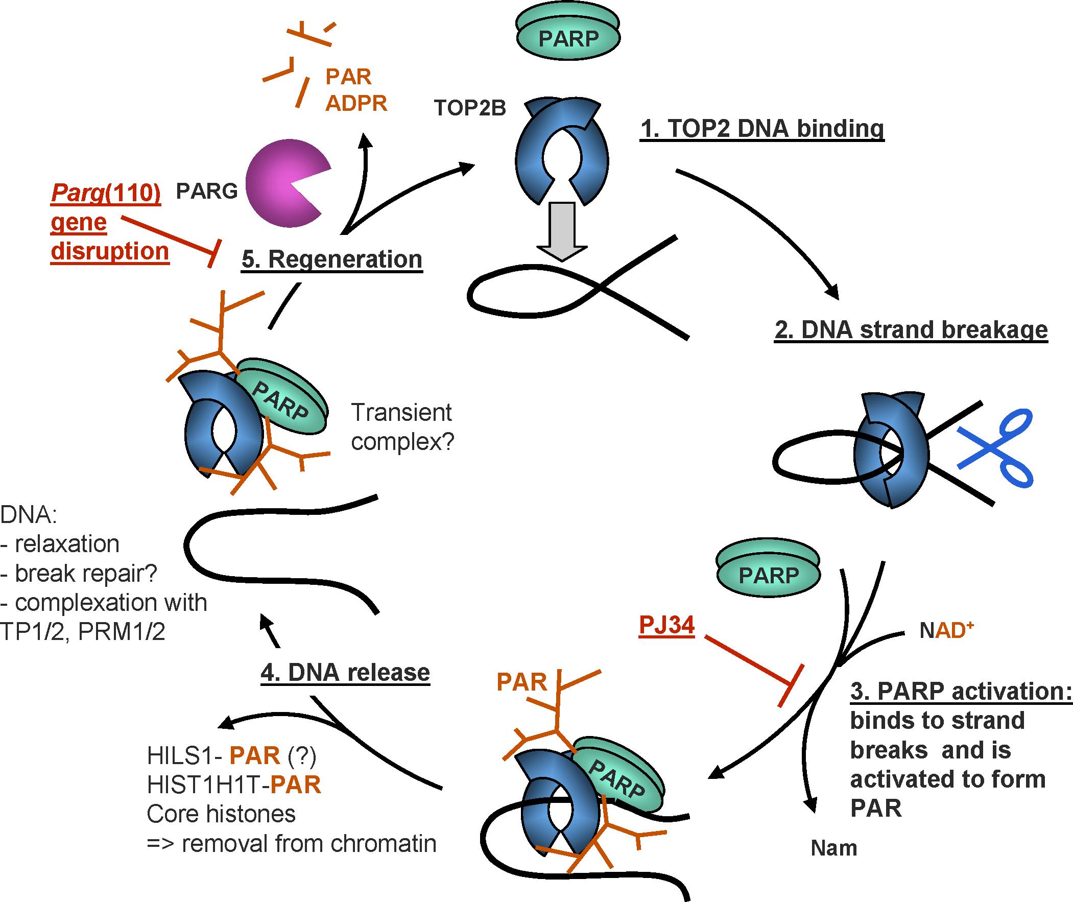 Poly(ADP-Ribose) Polymerases PARP1 and PARP2 Modulate Topoisomerase II ...