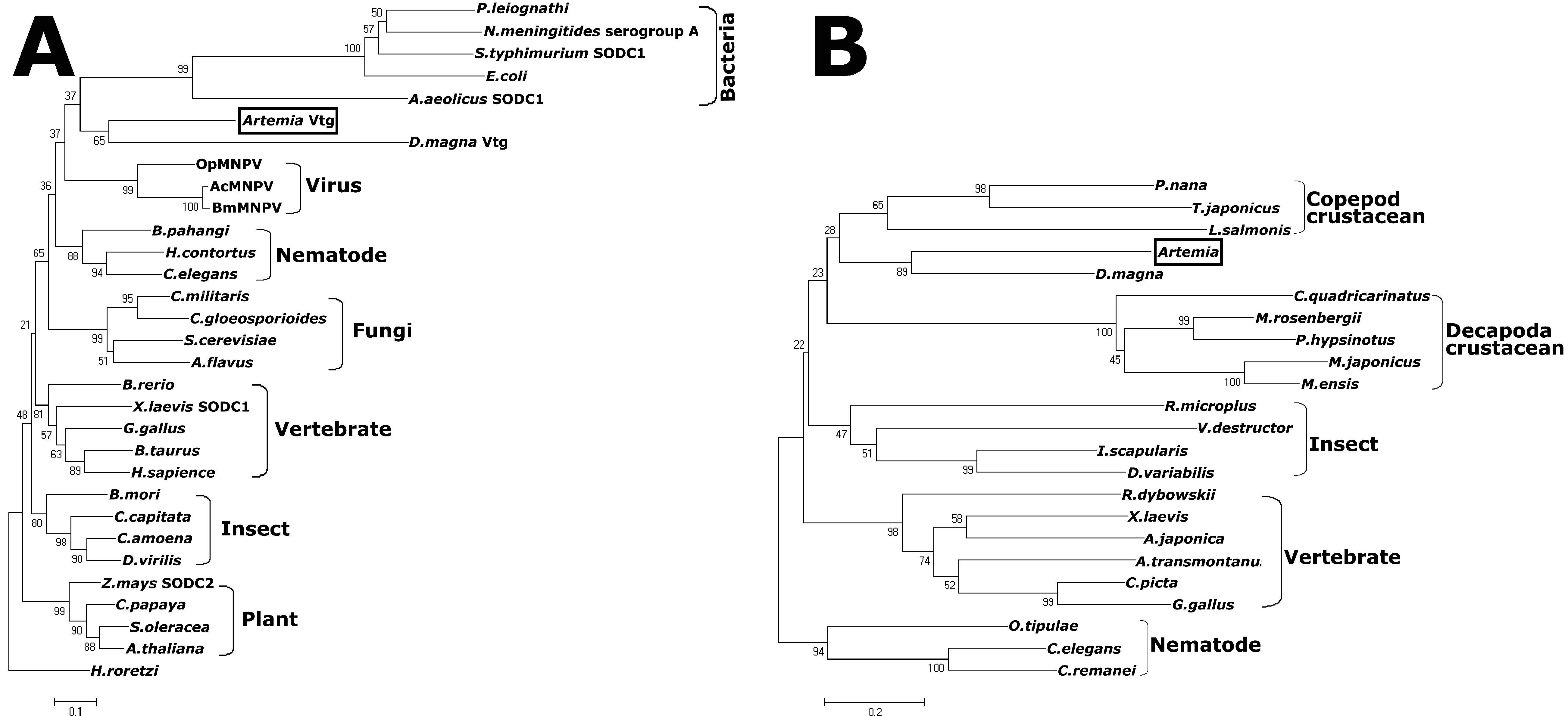 Characterization And Processing Of Superoxide Dismutase Fused Vitellogenin In The Diapause Embryo Formation A Special Developmental Pathway In The Brine Shrimp Artemia Parthenogenetica1