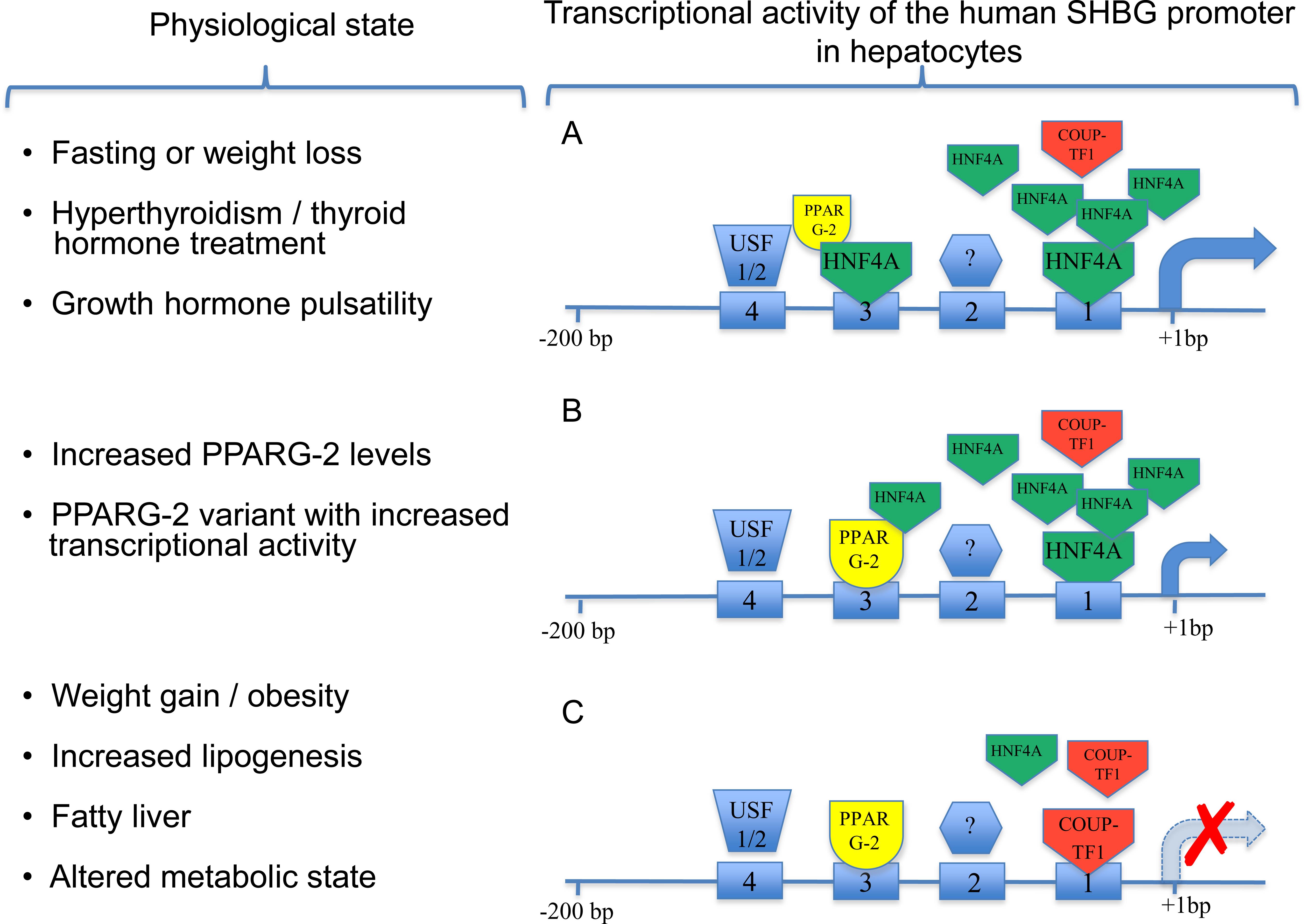 Diverse Roles For Sex Hormone Binding Globulin In Reproduction1 2724