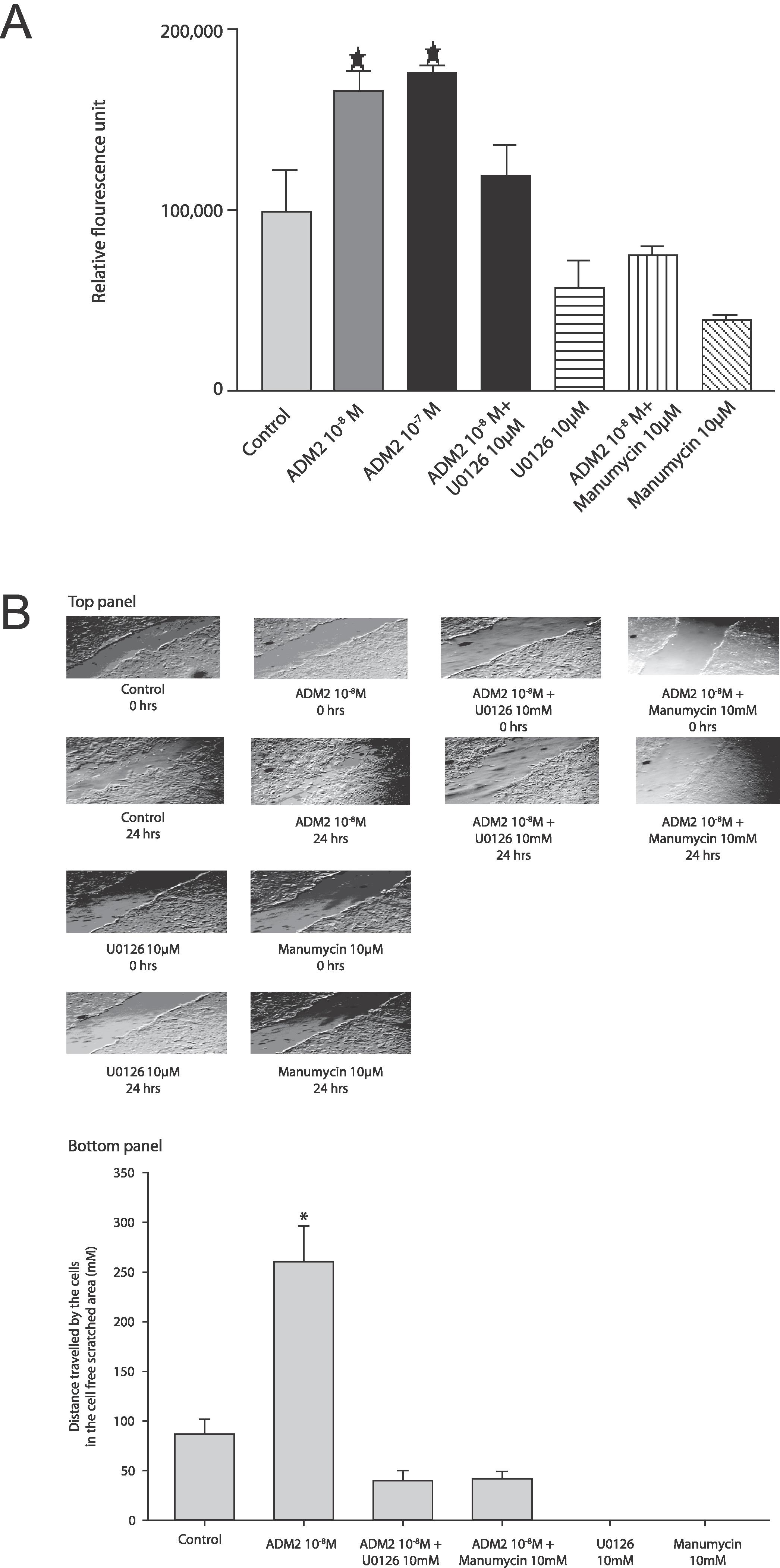 Adrenomedullin 2/Intermedin Regulates HLA-G in Human Trophoblasts1