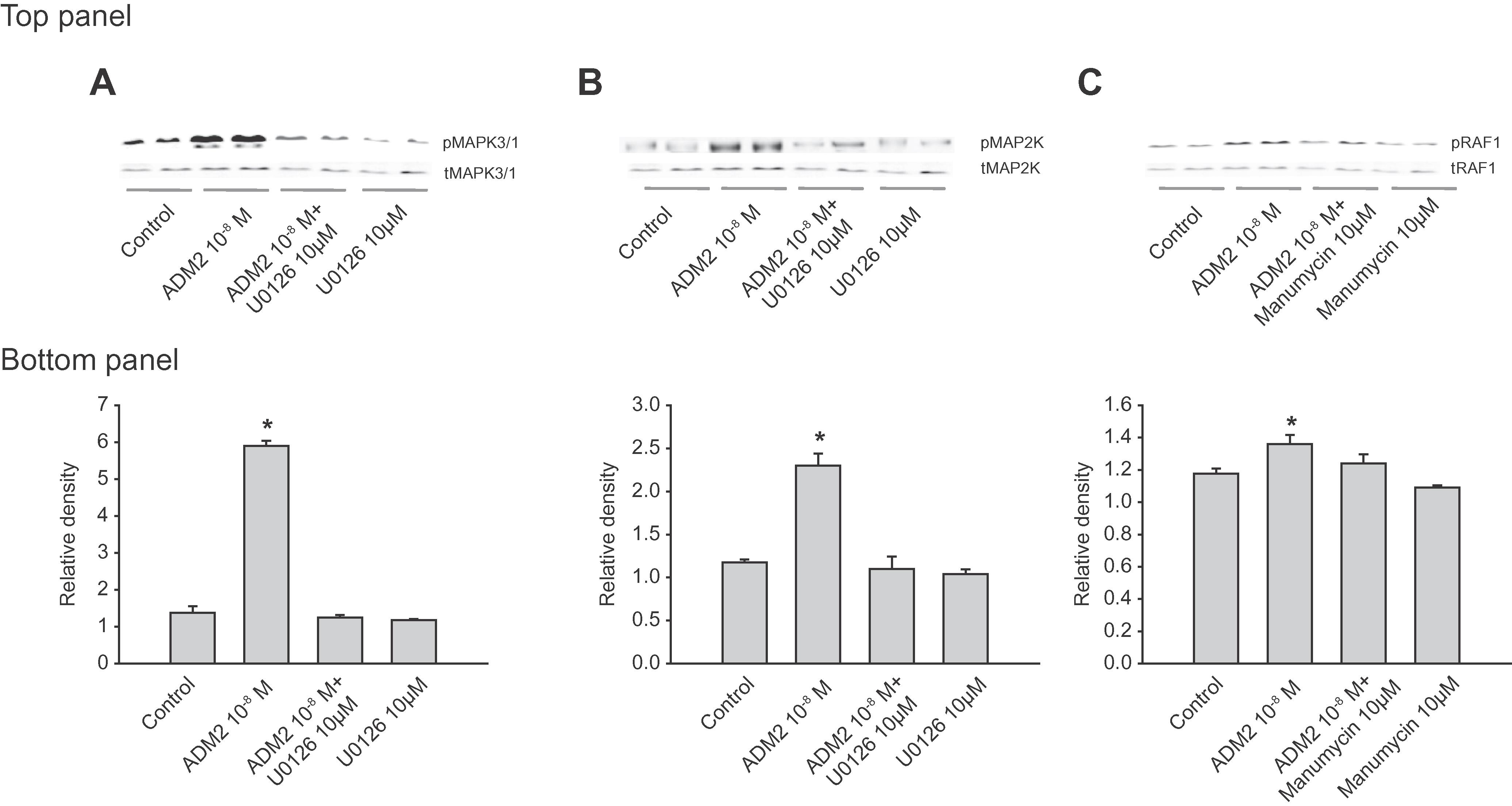 Adrenomedullin 2/Intermedin Regulates HLA-G in Human Trophoblasts1