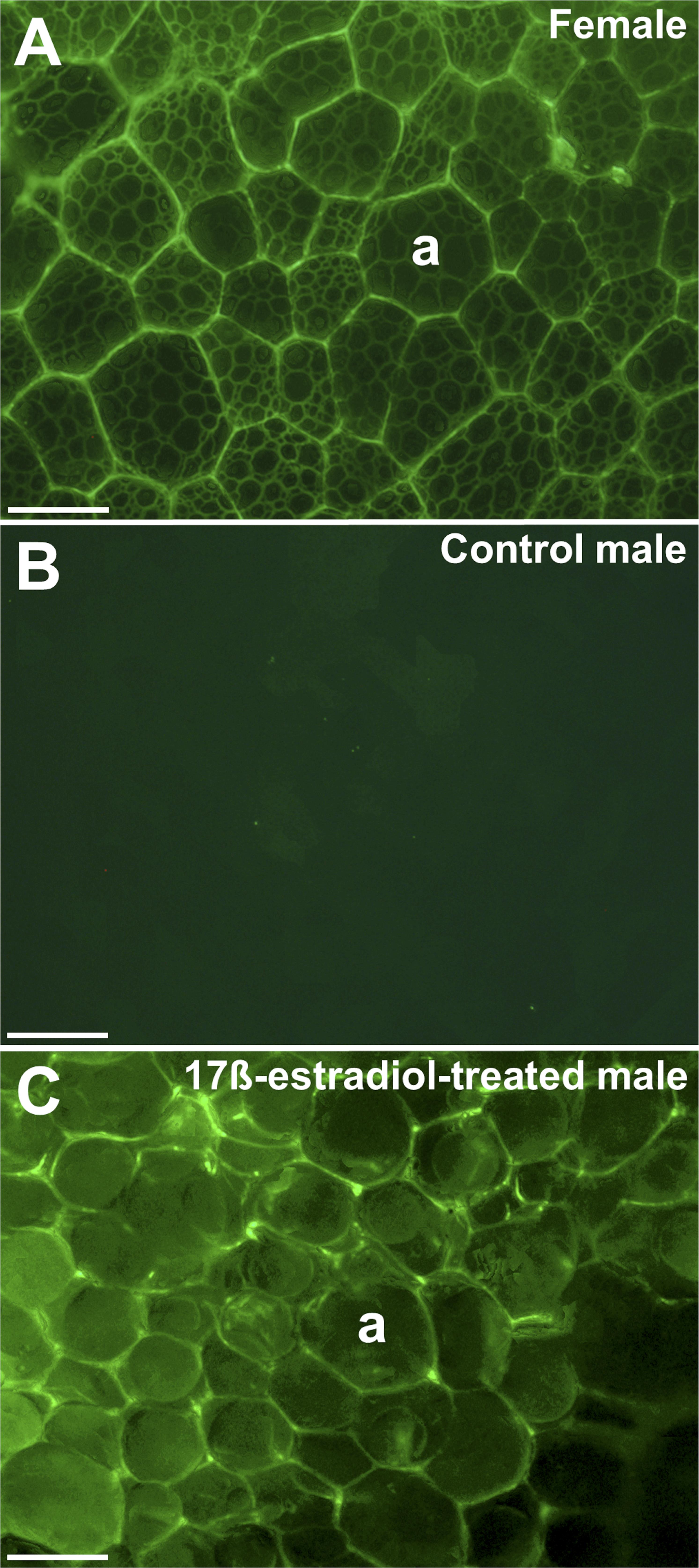 Vitellogenin Expression in White Adipose Tissue in Female Teleost