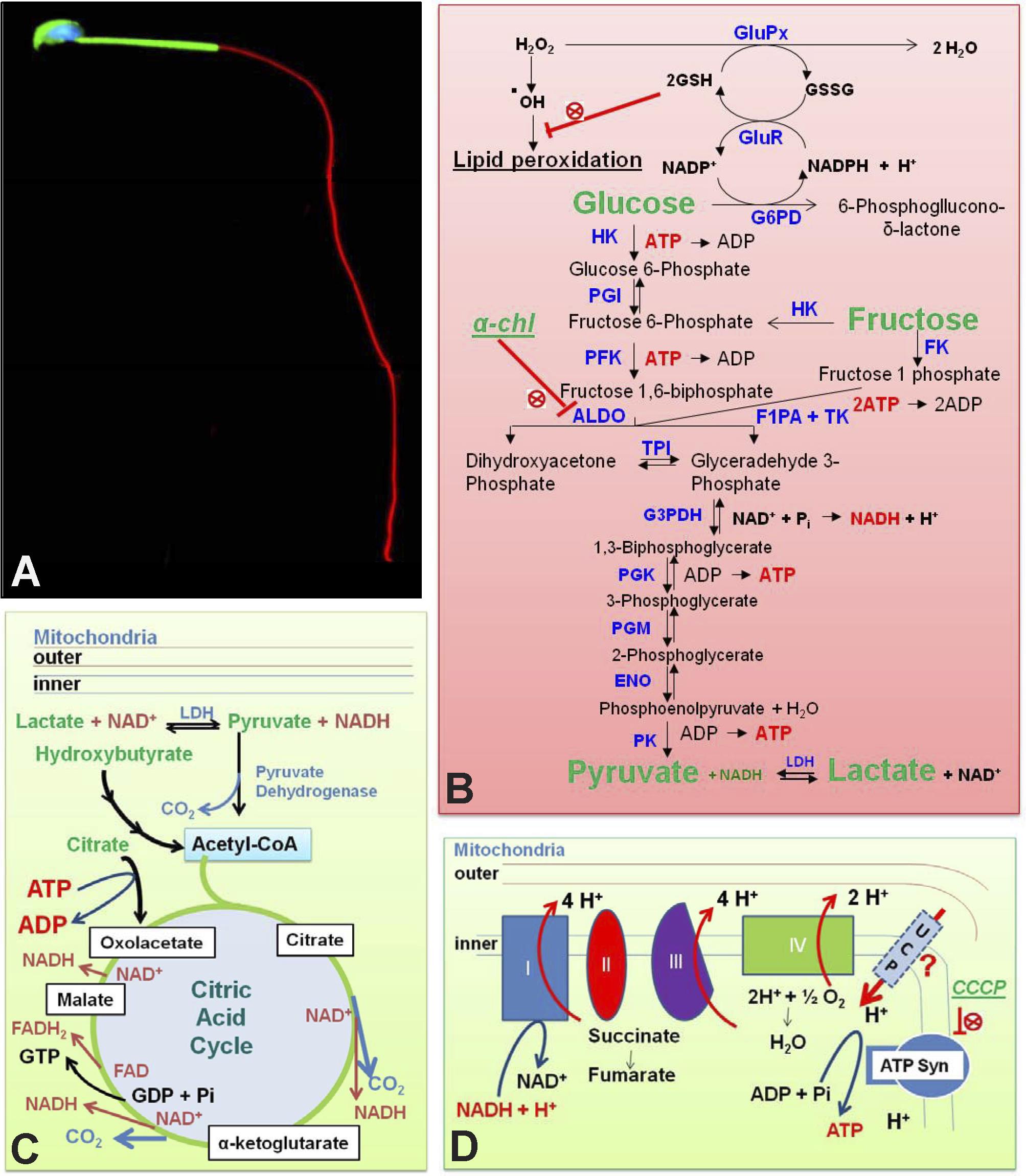 Sperm Bioenergetics In A Nutshell1