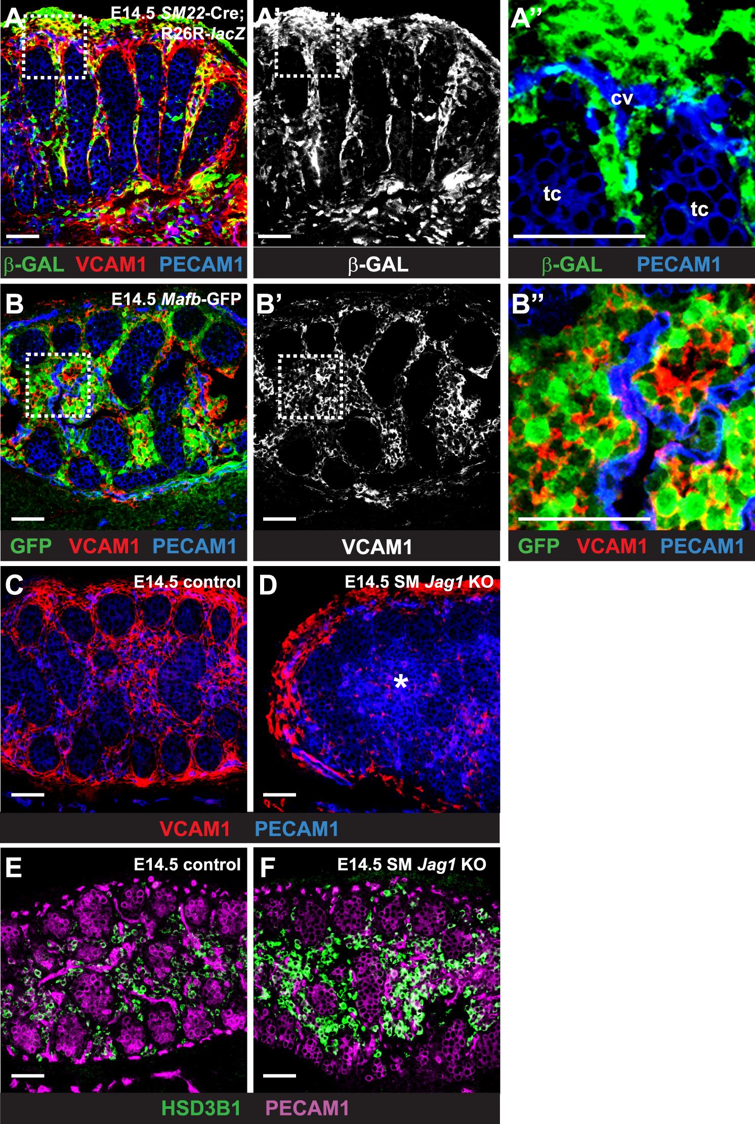 Testosterone Levels Influence Mouse Fetal Leydig Cell Progenitors ...