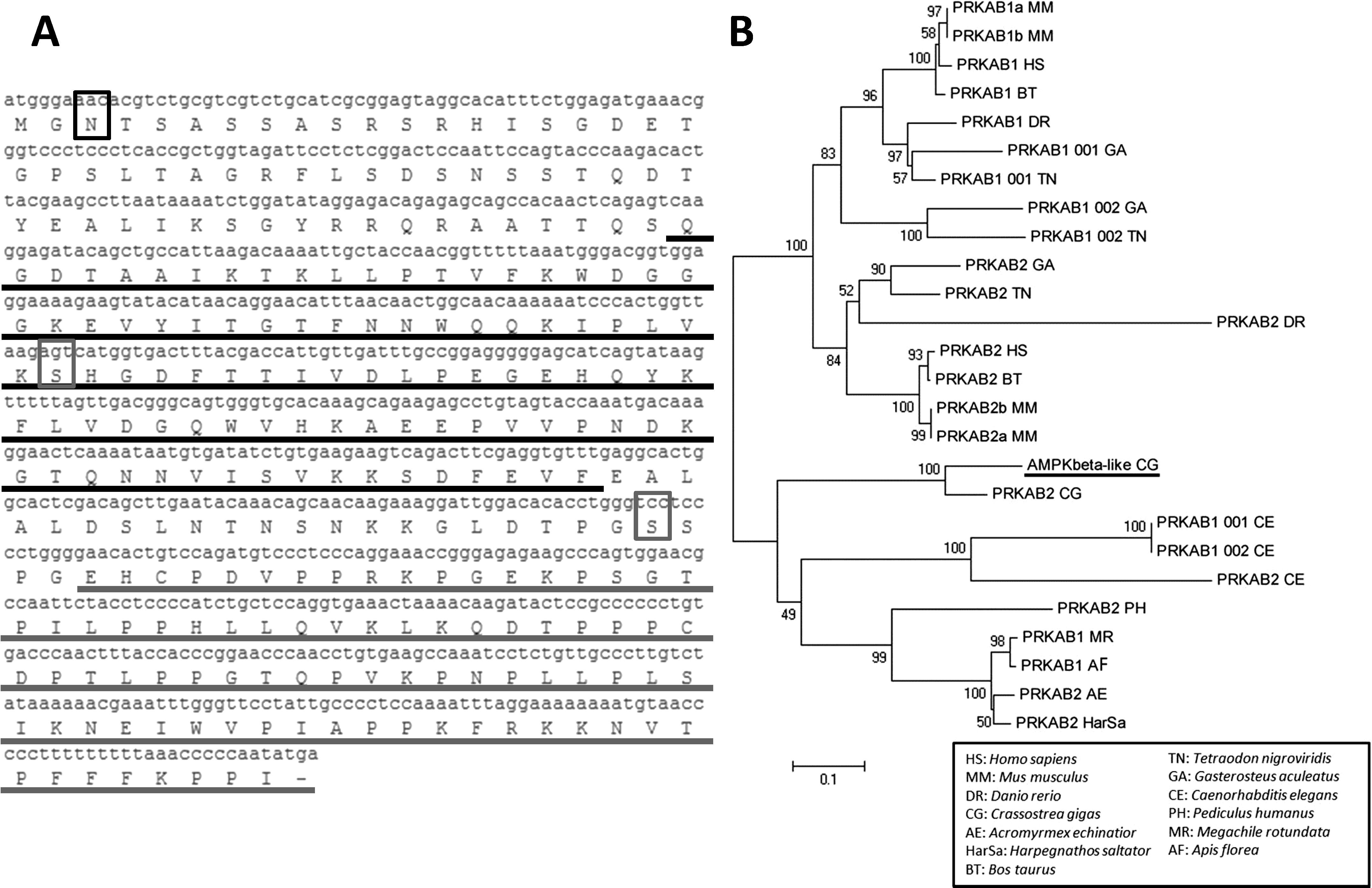 Sex Specific Regulation Of Amp Activated Protein Kinase Ampk In The Pacific Oyster Crassostrea Gigas1