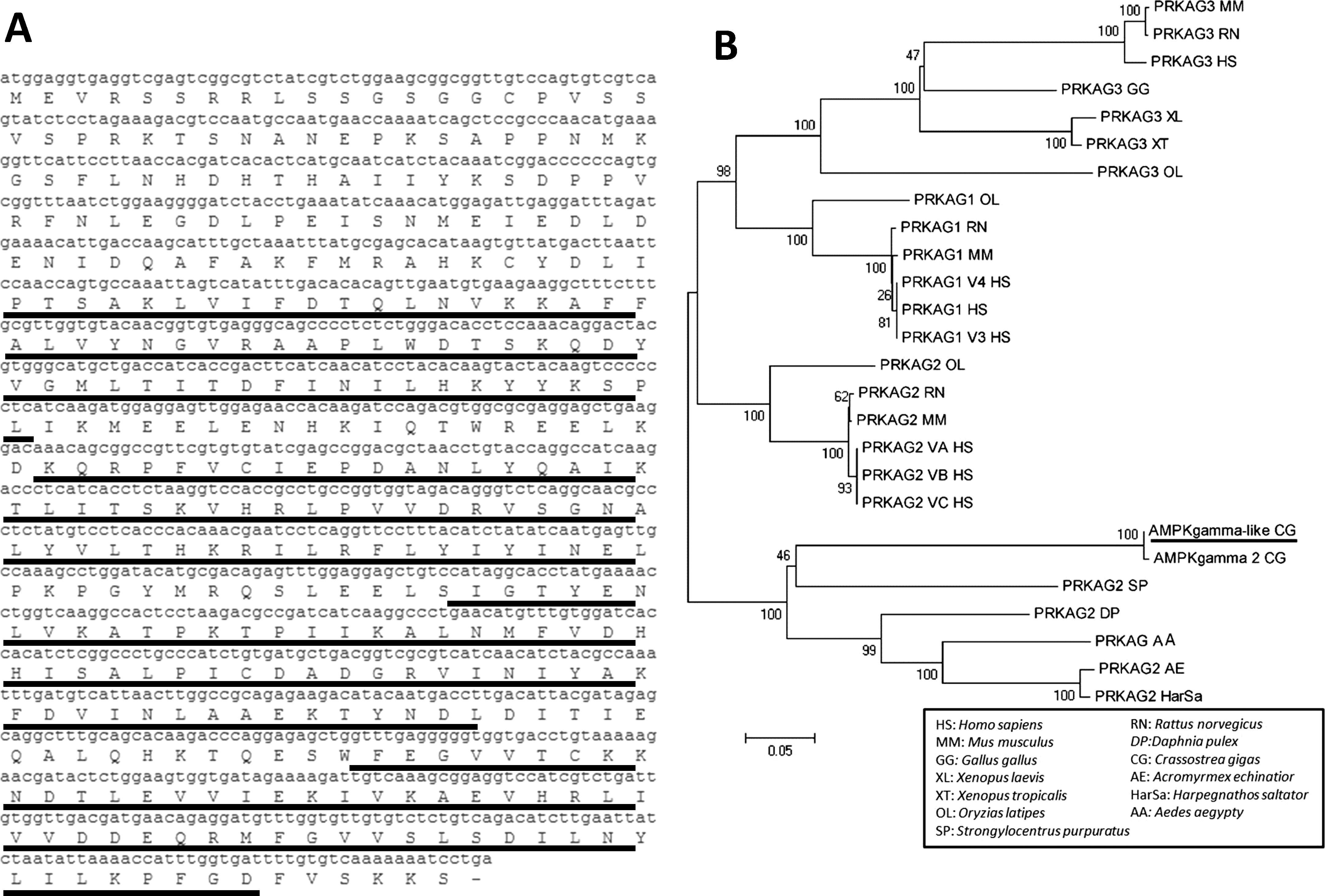 Sex Specific Regulation Of Amp Activated Protein Kinase Ampk In The Pacific Oyster Crassostrea Gigas1