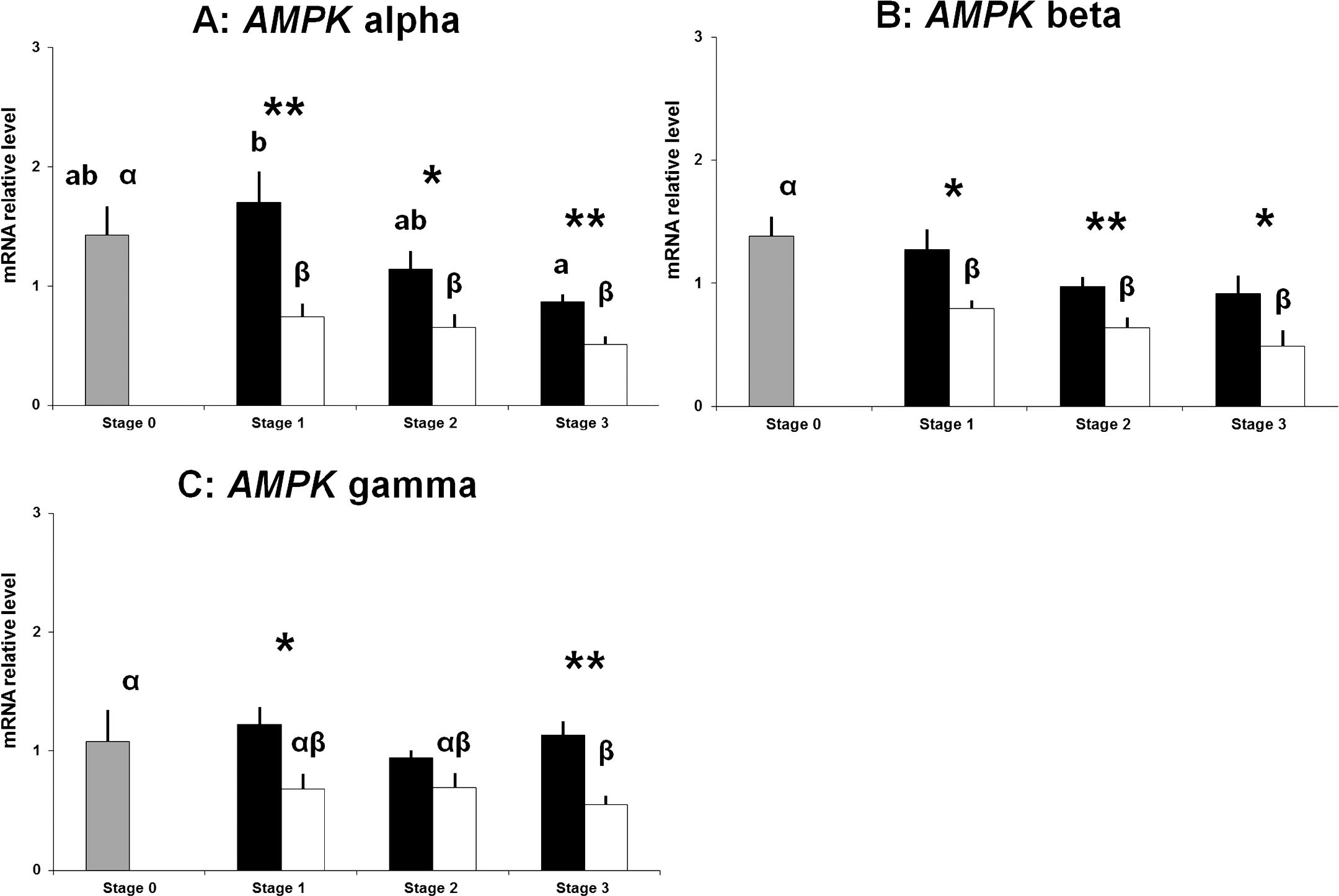 Sex Specific Regulation Of Amp Activated Protein Kinase Ampk In The Pacific Oyster Crassostrea Gigas1