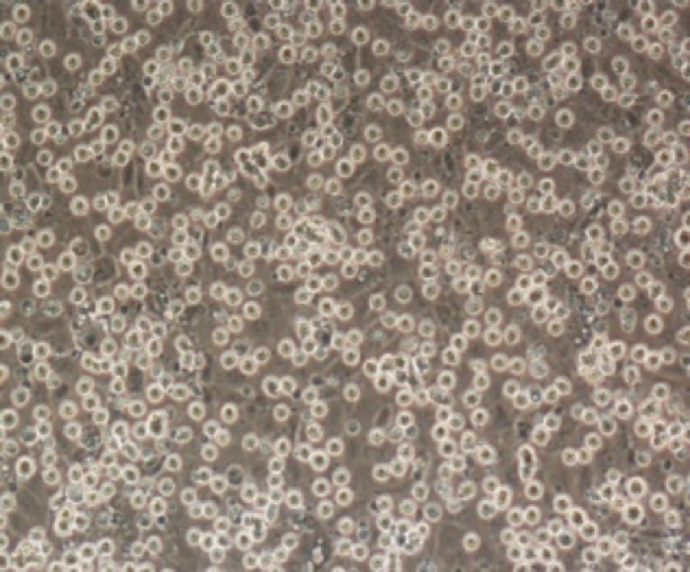 Primordialis Cell Types Characteristics of Long-Term Cultures of Avian Primordial Germ Cells ...