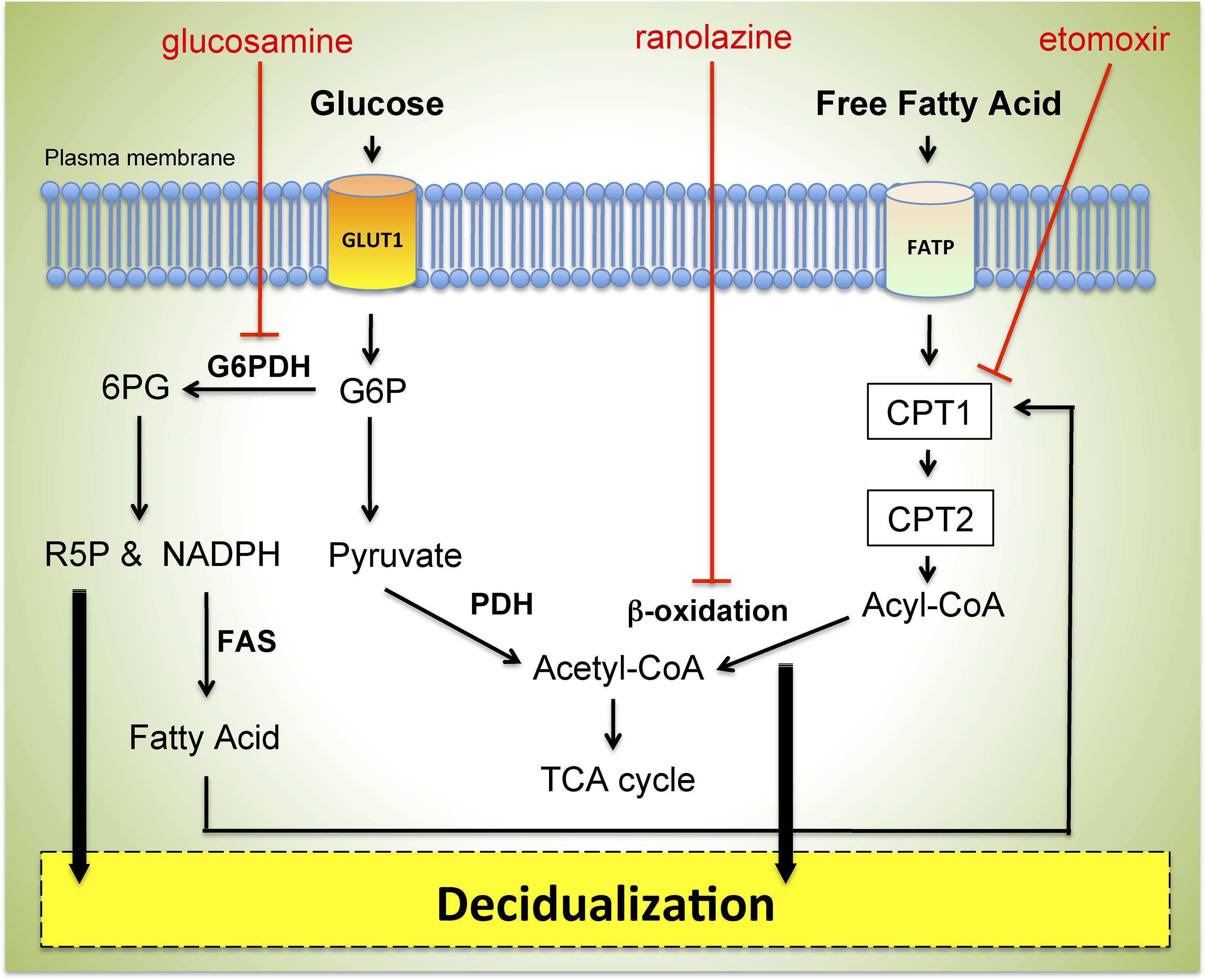 The Fatty Acid Beta-Oxidation Pathway Is Important for Decidualization ...