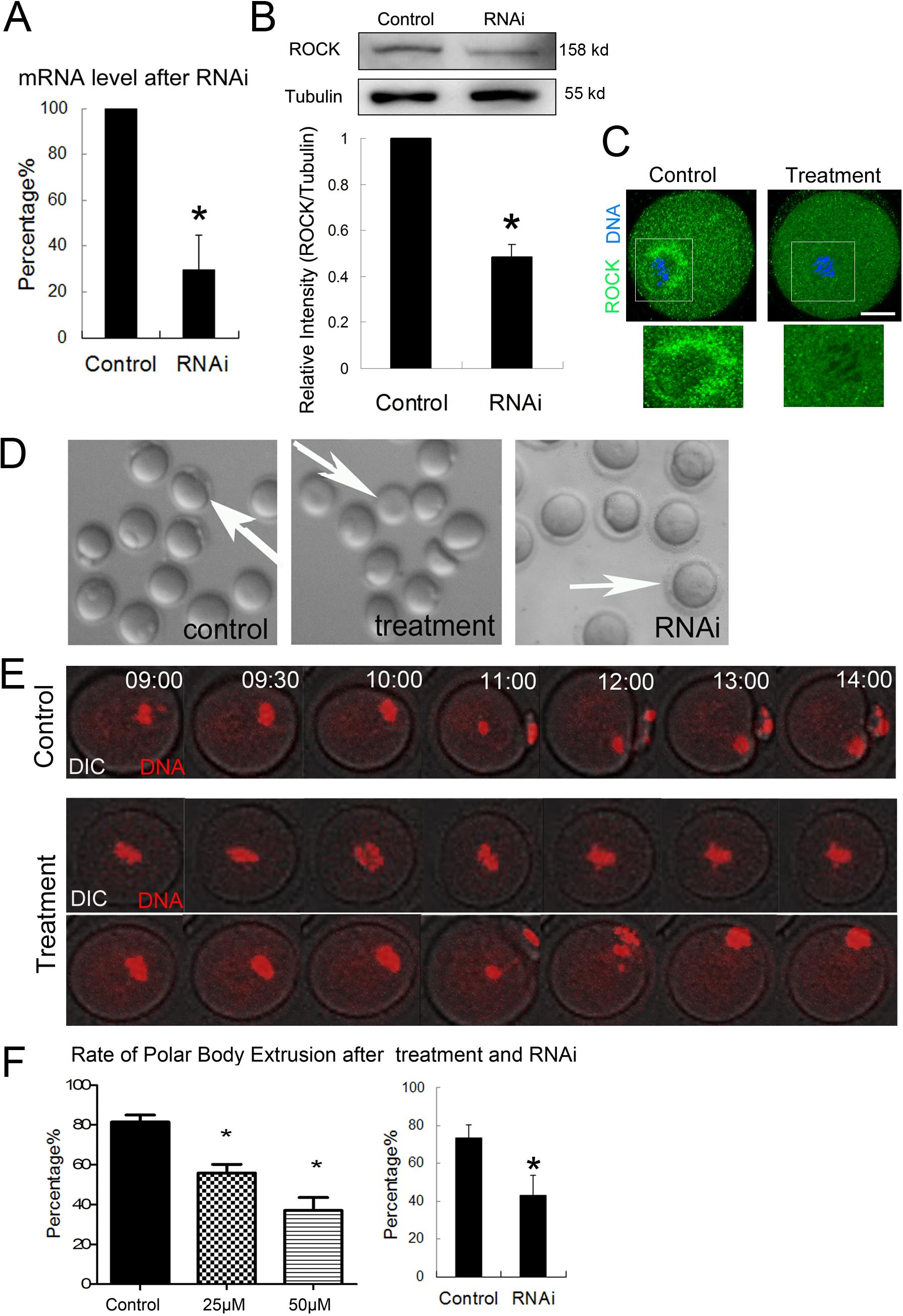 Rho-GTPase Effector ROCK Phosphorylates Cofilin in Actin-Meditated  Cytokinesis During Mouse Oocyte Meiosis1