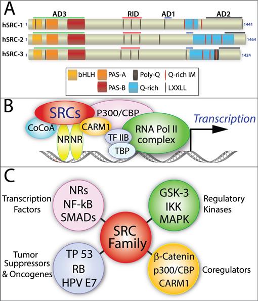 The p160/Steroid Receptor Coactivator Family: Potent Arbiters of ...