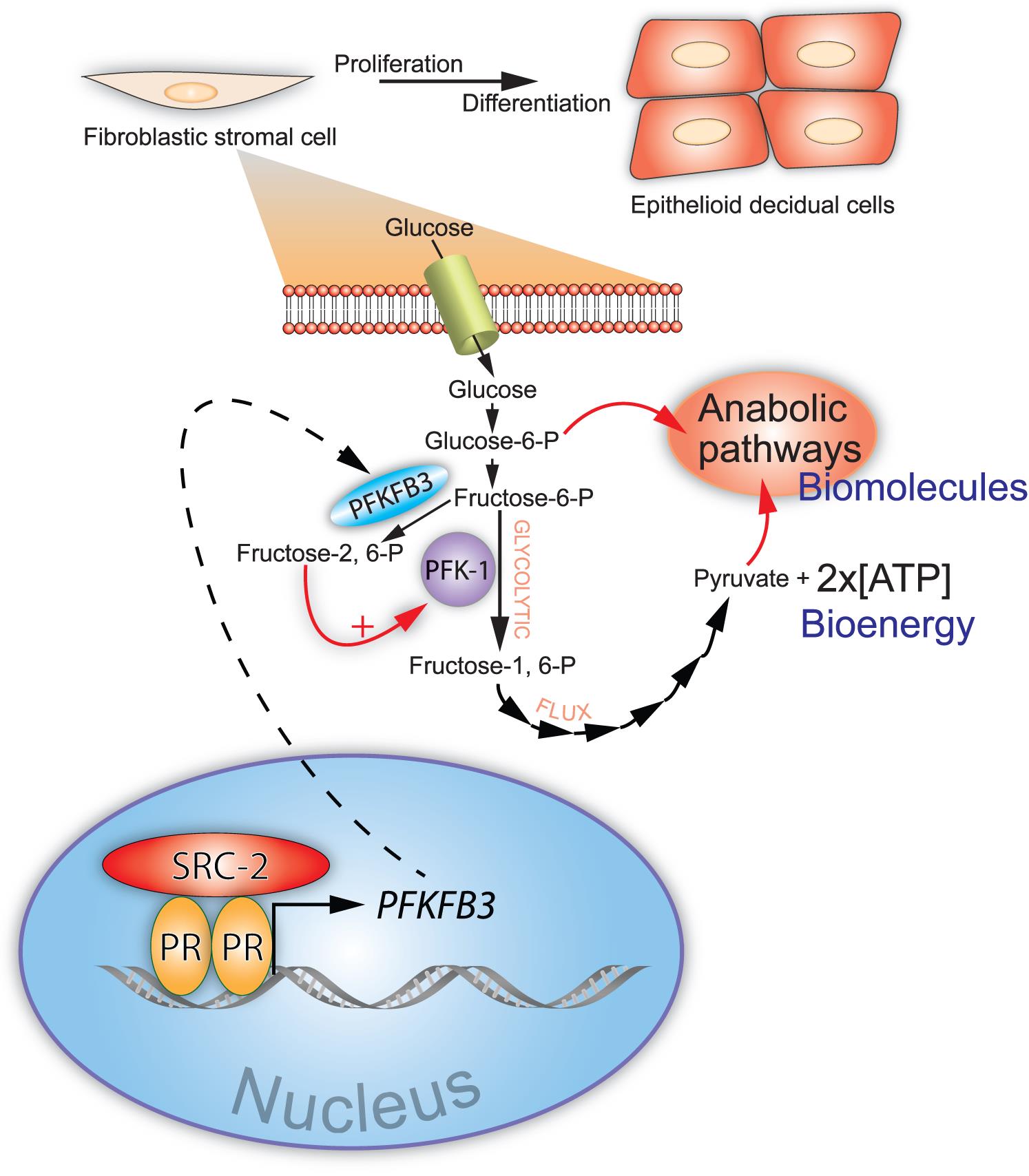 The p160/Steroid Receptor Coactivator Family: Potent Arbiters of ...