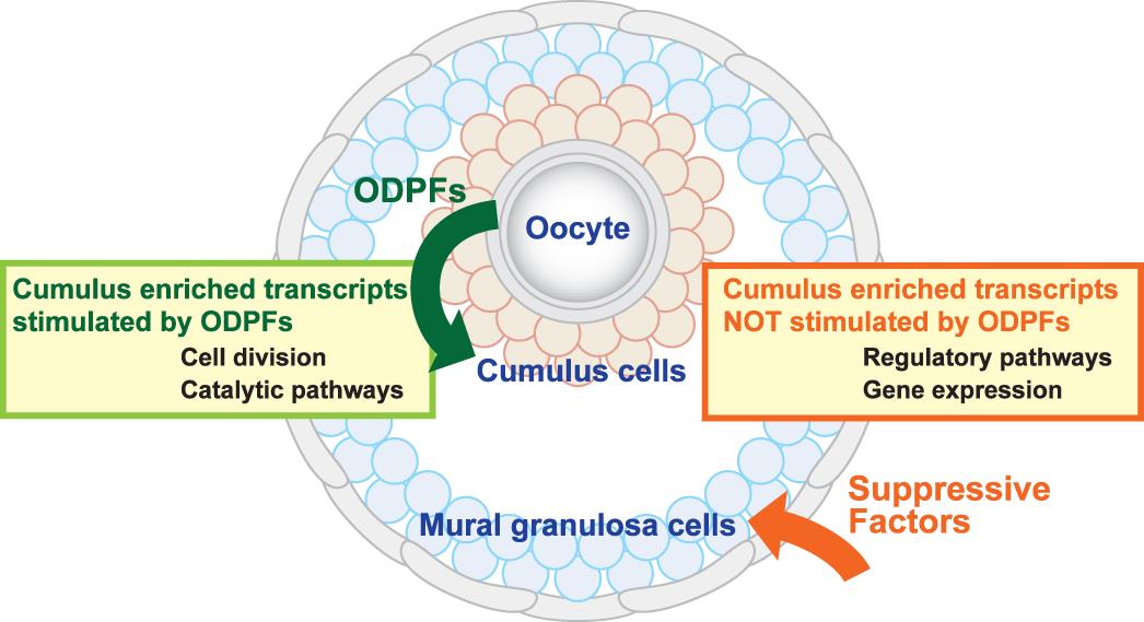 Transcriptomic Diversification Of Developing Cumulus And Mural