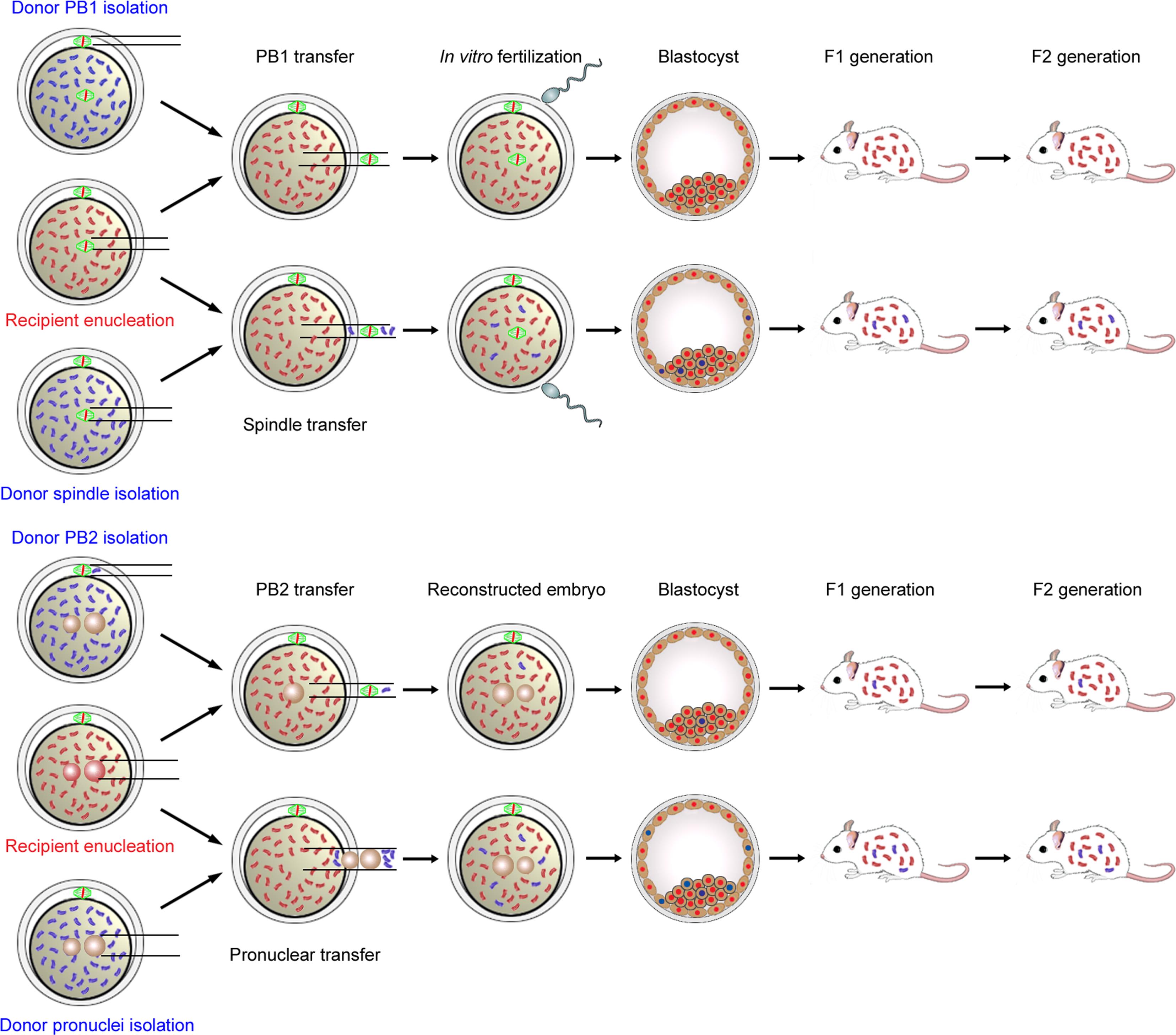 Polar Bodies in Assisted Reproductive Technology: Current Progress and ...