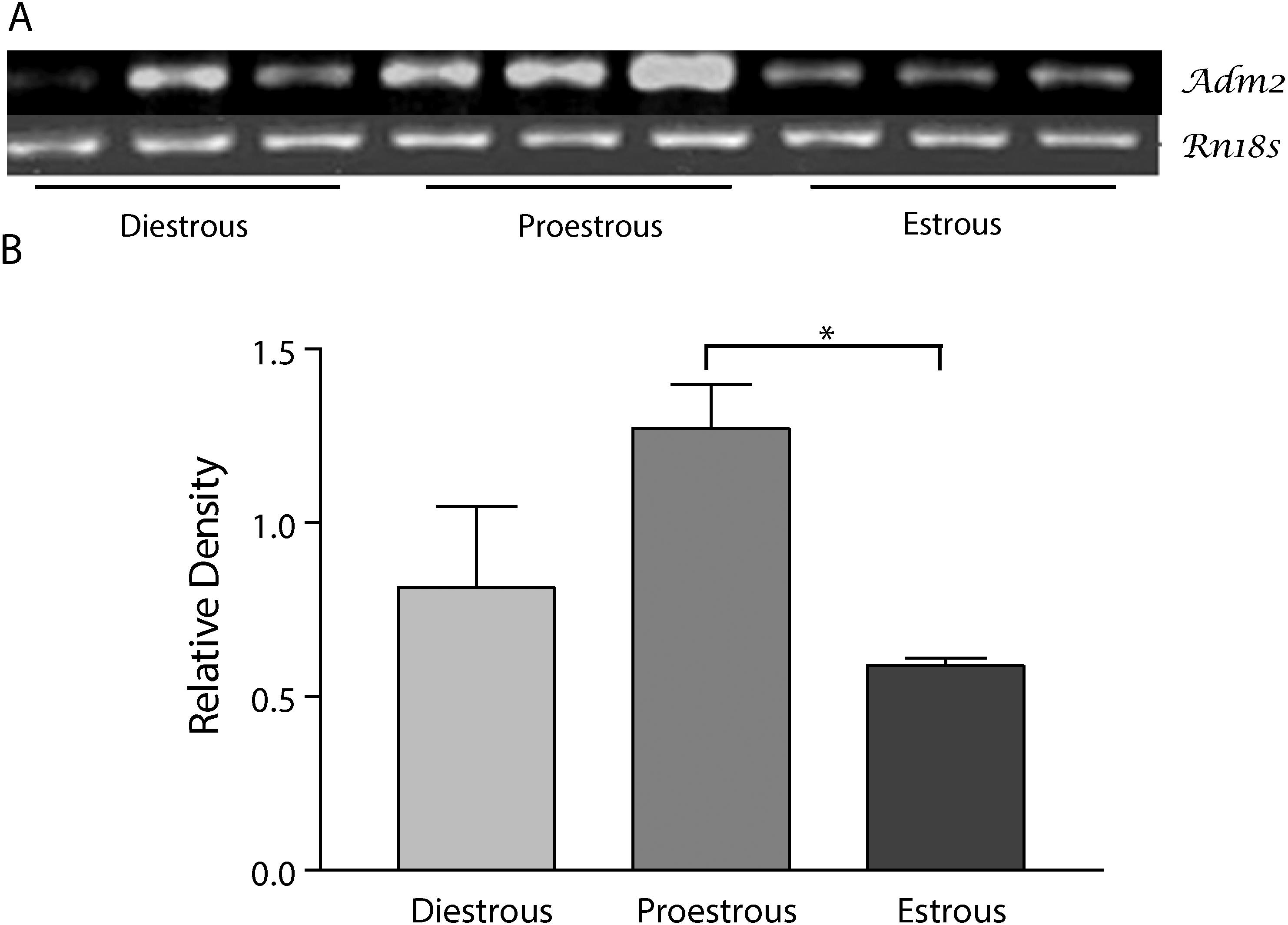 Adrenomedullin2 (ADM2)/Intermedin (IMD) in Rat Ovary: Changes in ...