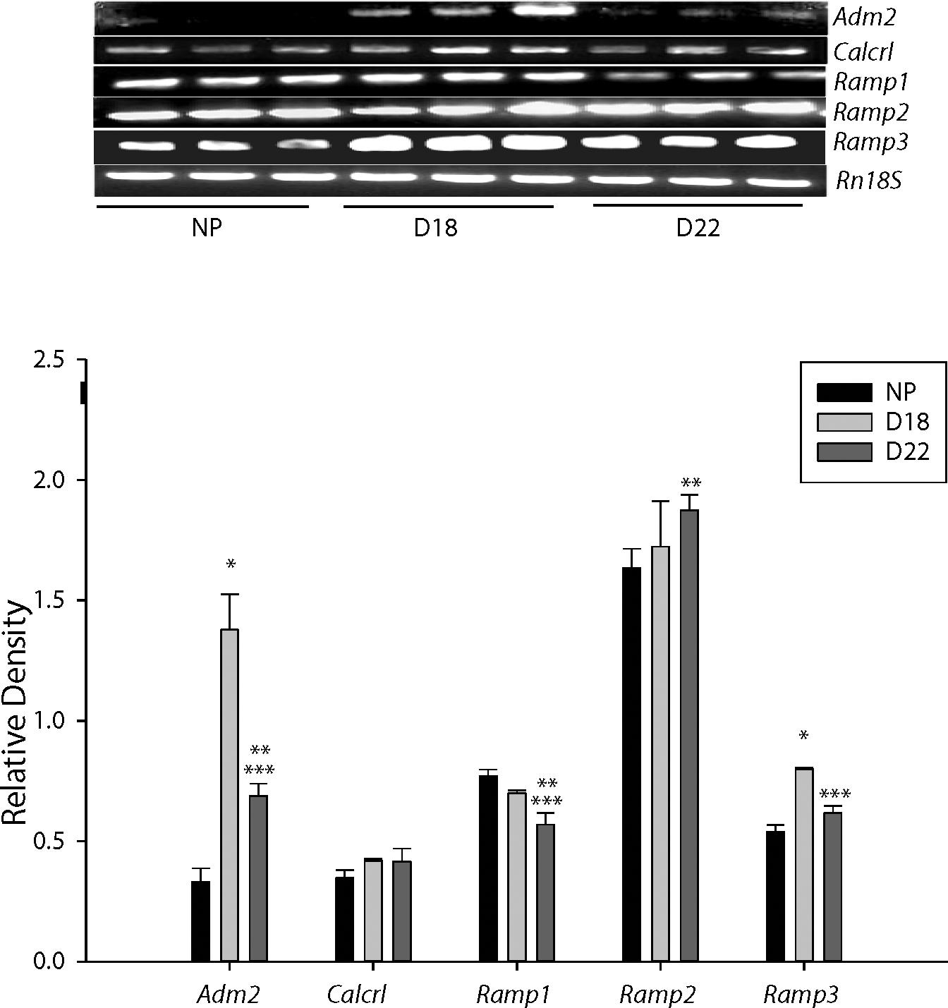 Adrenomedullin2 (ADM2)/Intermedin (IMD) in Rat Ovary: Changes in ...