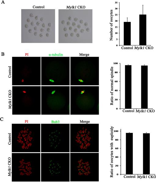 Polar body formation: new rules for asymmetric divisions