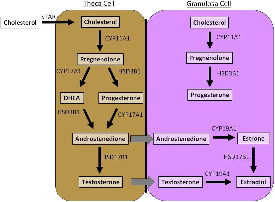 Стероидогенез. Схема стероидогенезе. Стероидогенез в яичниках. Стероидогенез в надпочечниках.