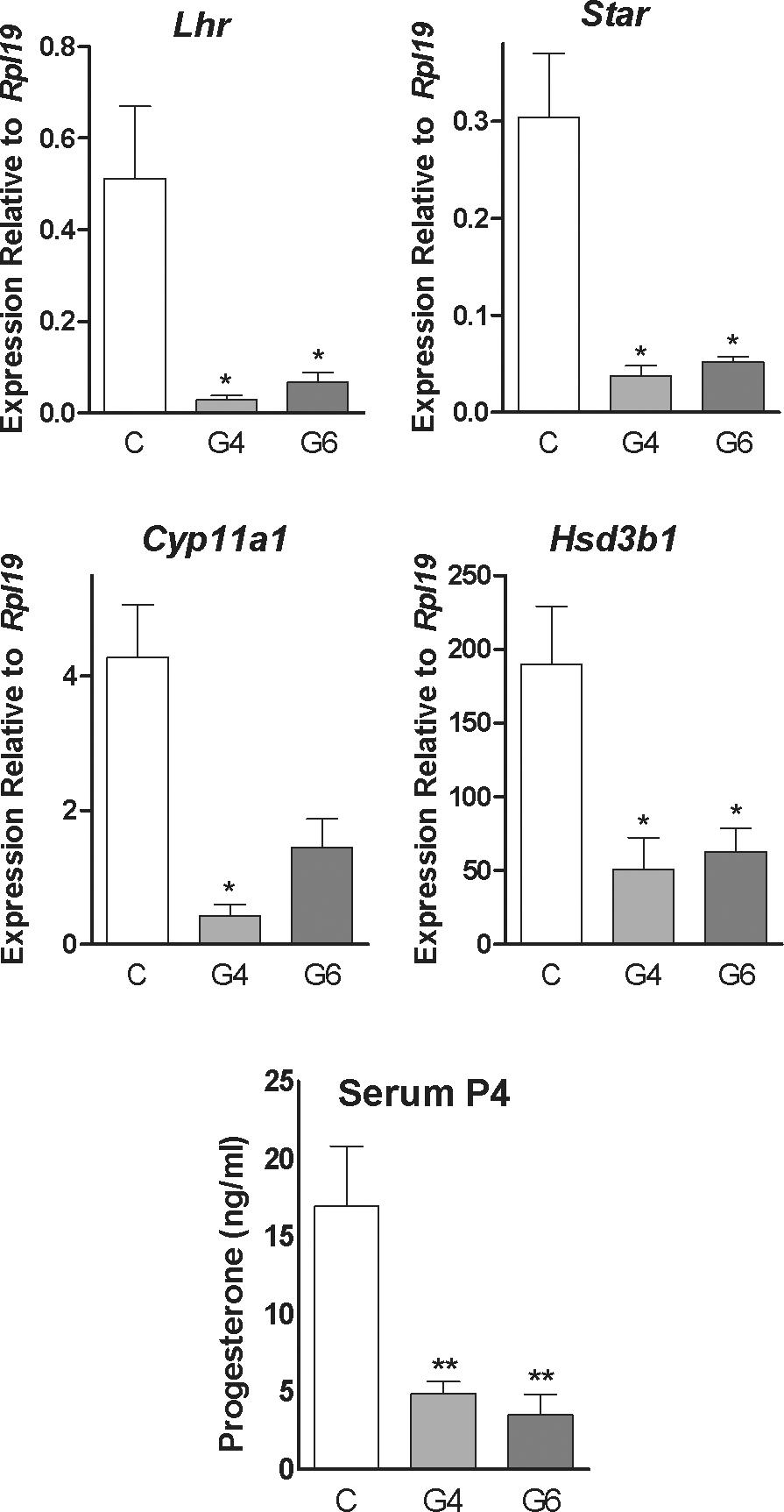 Gata4 And Gata6 Knockdown During Luteinization Inhibits Progesterone Production And Gonadotropin Responsiveness In The Corpus Luteum Of Female Mice1