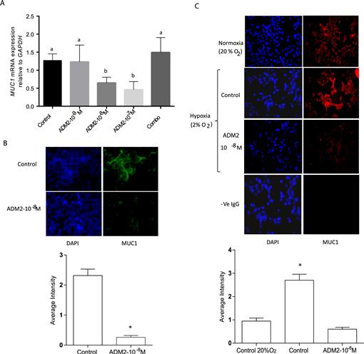 Adrenomedullin 2 (ADM2) Regulates Mucin 1 at the Maternal-Fetal ...