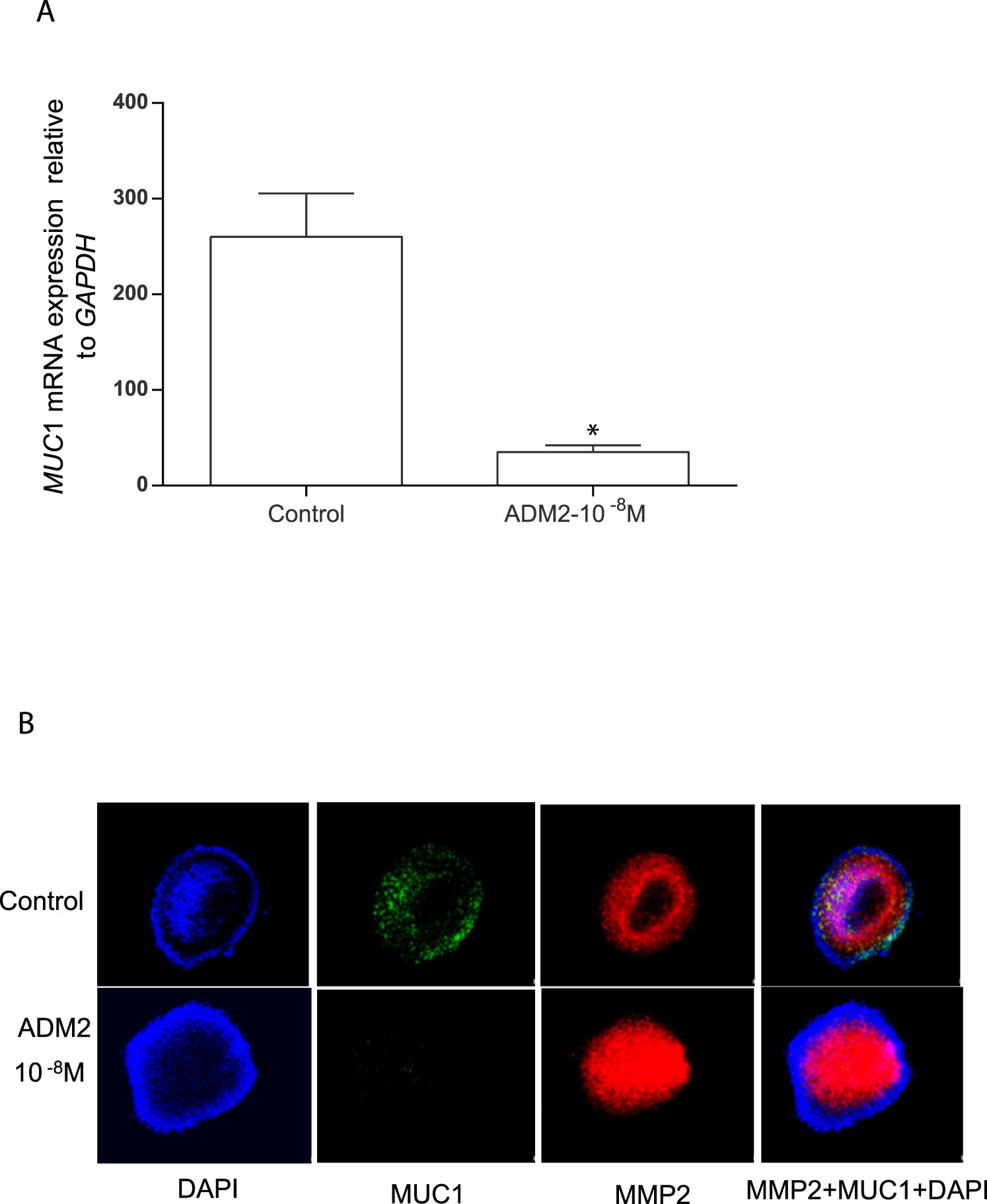 Adrenomedullin 2 (ADM2) Regulates Mucin 1 at the Maternal-Fetal ...