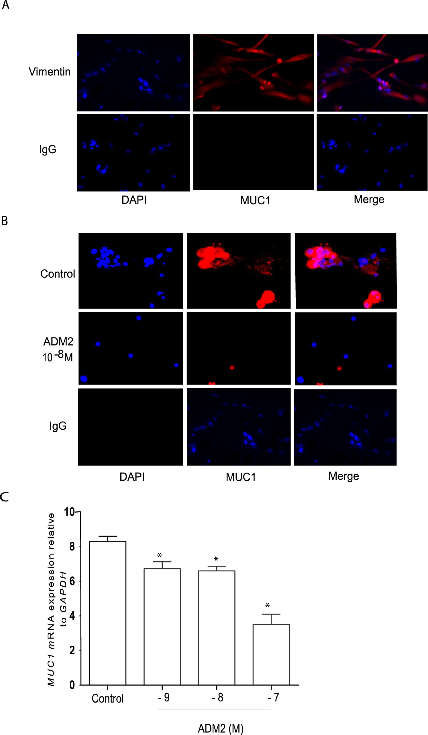 Adrenomedullin 2 (ADM2) Regulates Mucin 1 at the Maternal-Fetal ...