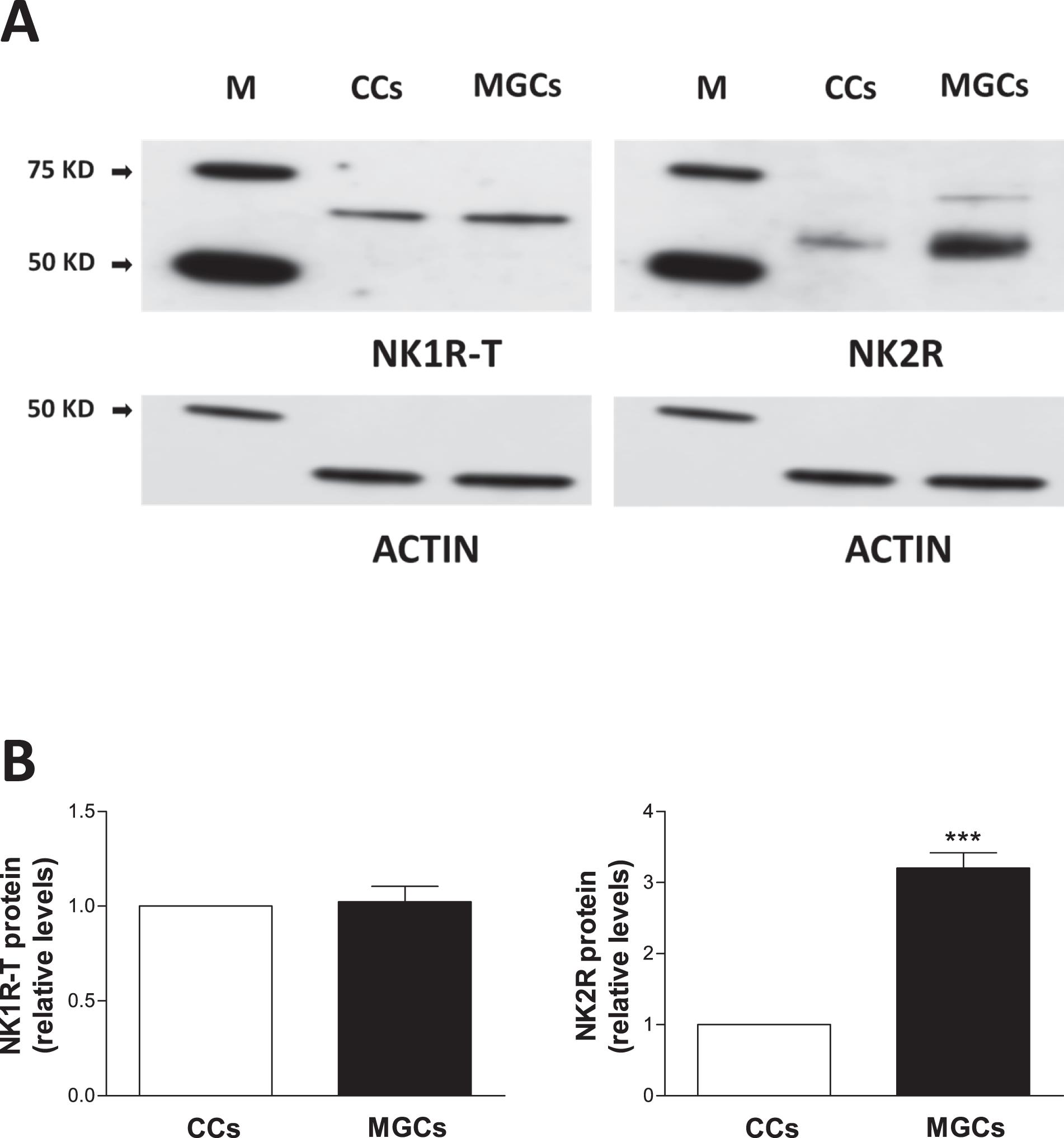 Expression Of Tachykinins And Tachykinin Receptors And Interaction With Kisspeptin In Human Granulosa And Cumulus Cells1