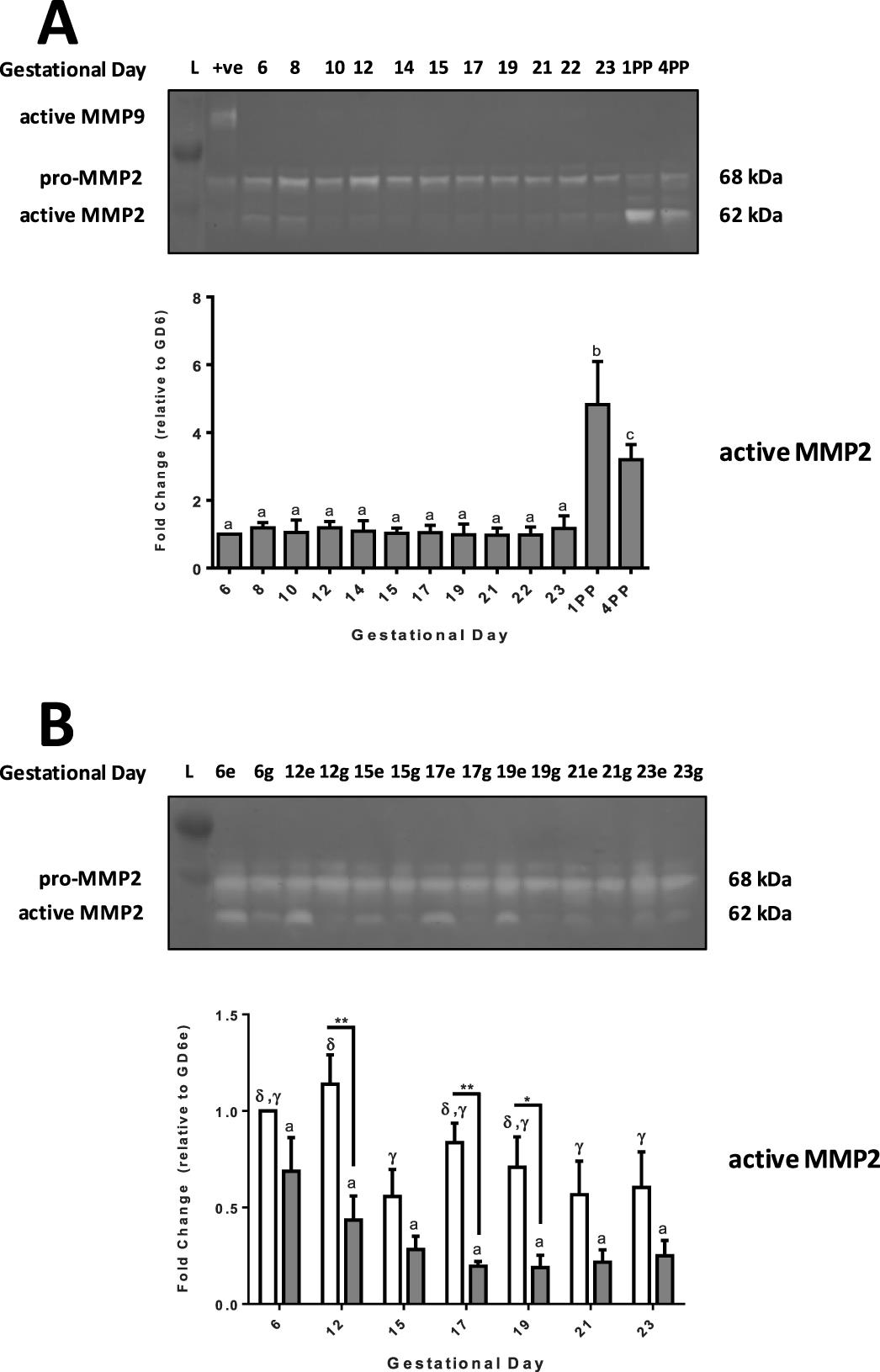 Matrix Metalloproteinase Expression In The Rat Myometrium During Pregnancy Term Labor And Postpartum1