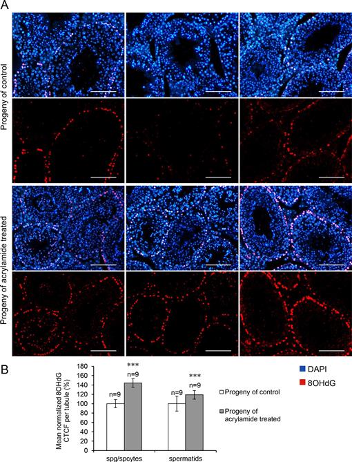 Chronic Acrylamide Exposure in Male Mice Results in Elevated DNA