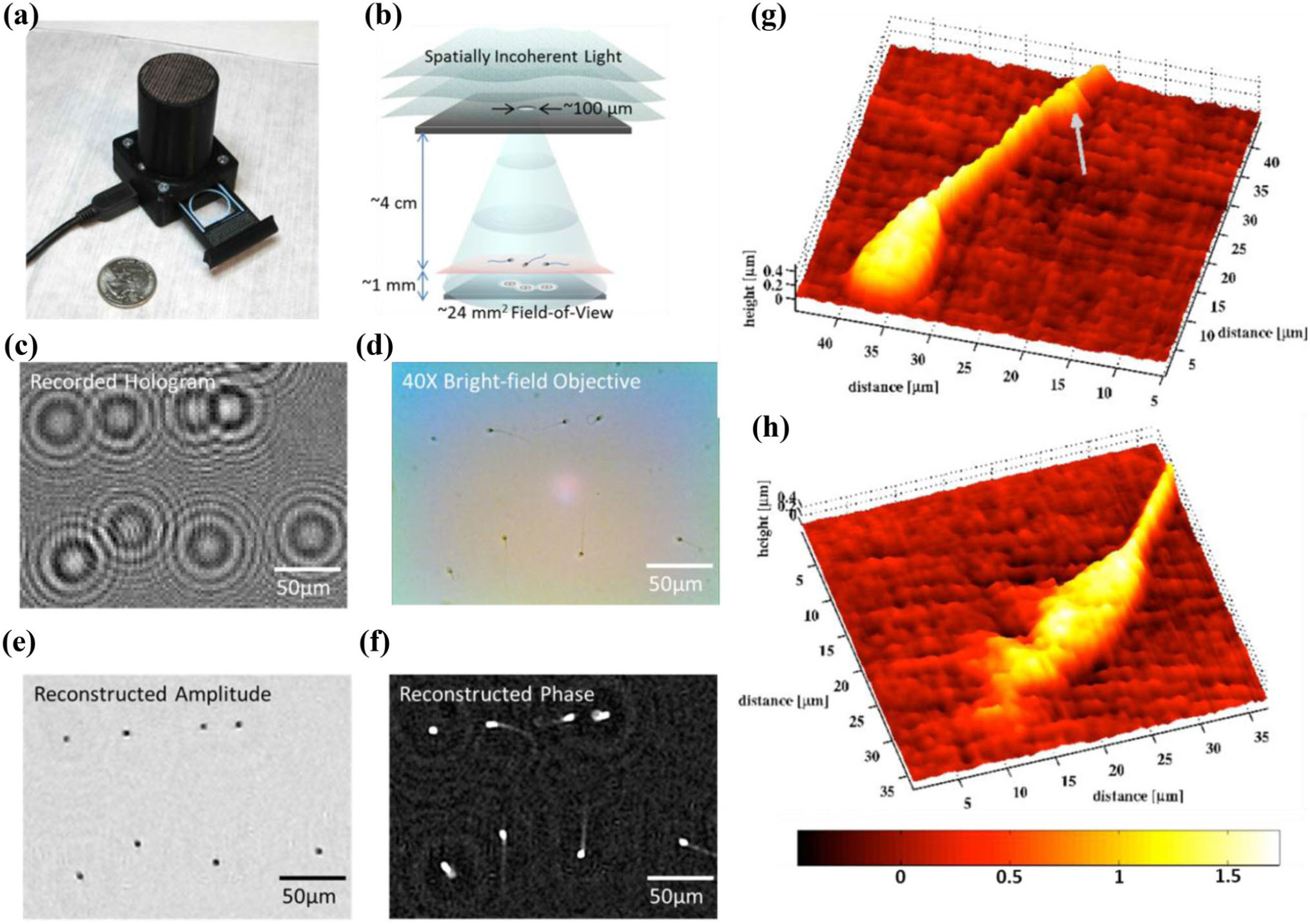 Computational Imaging Of Sperm Locomotion